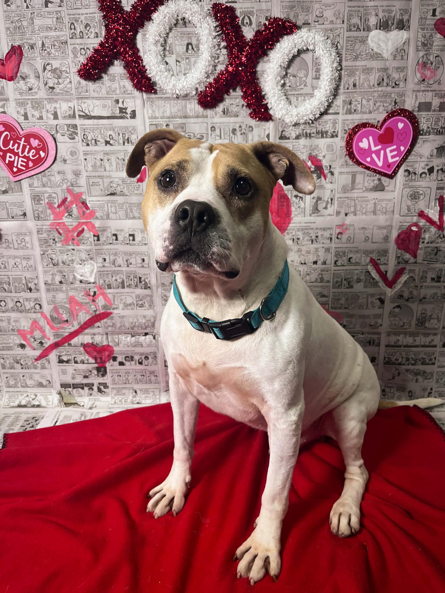 Quasimodo, Adoptable, Senior Male Bulldog.