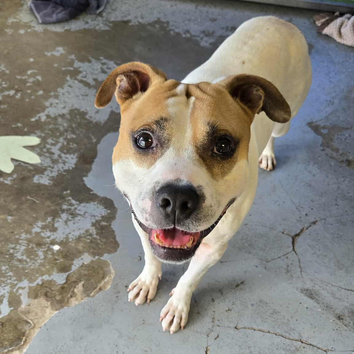 Quasimodo, Adoptable, Senior Male Bulldog.