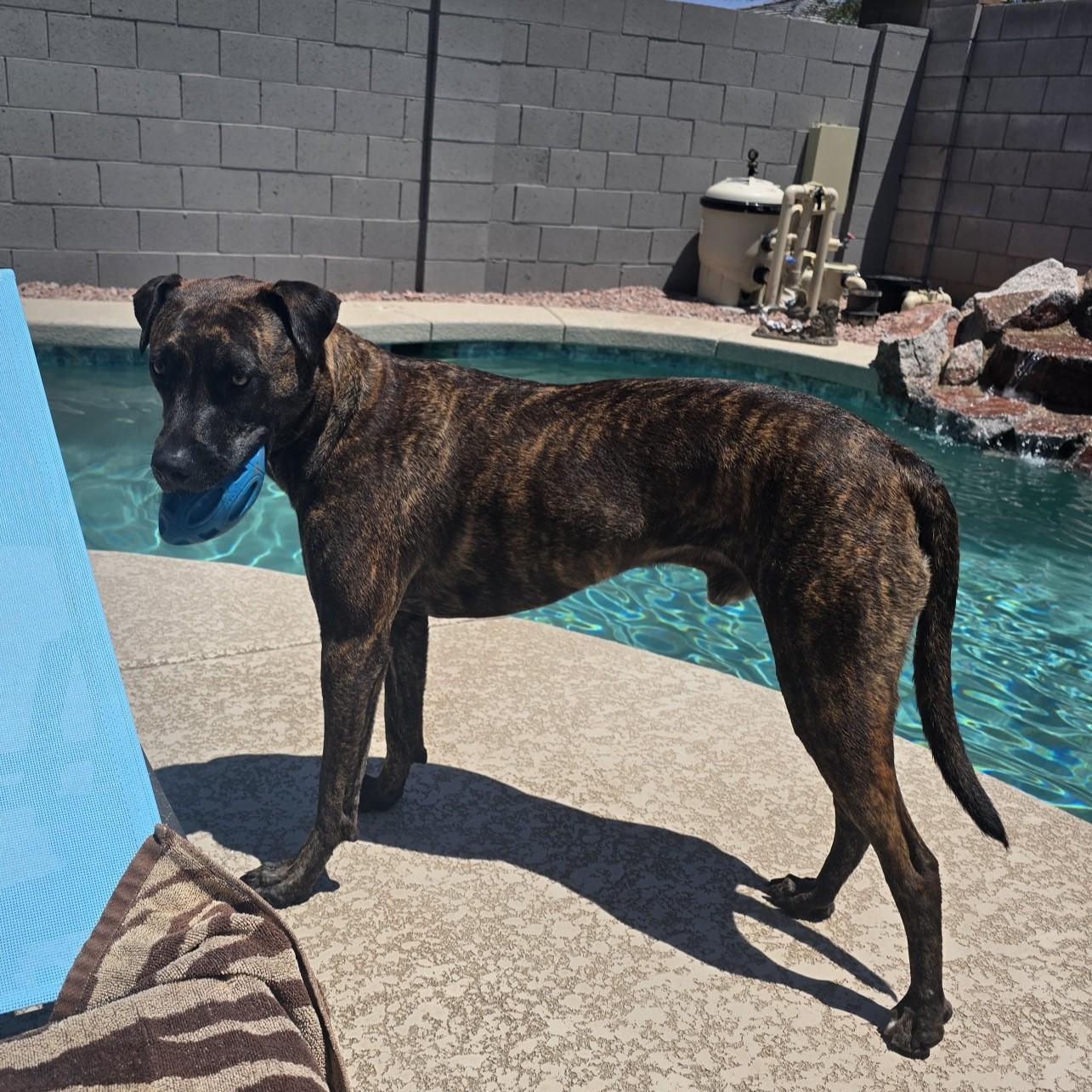 Bronco Courtesy Listed, a ADOPTABLE Mixed Breed in Midland, MI image 2/6