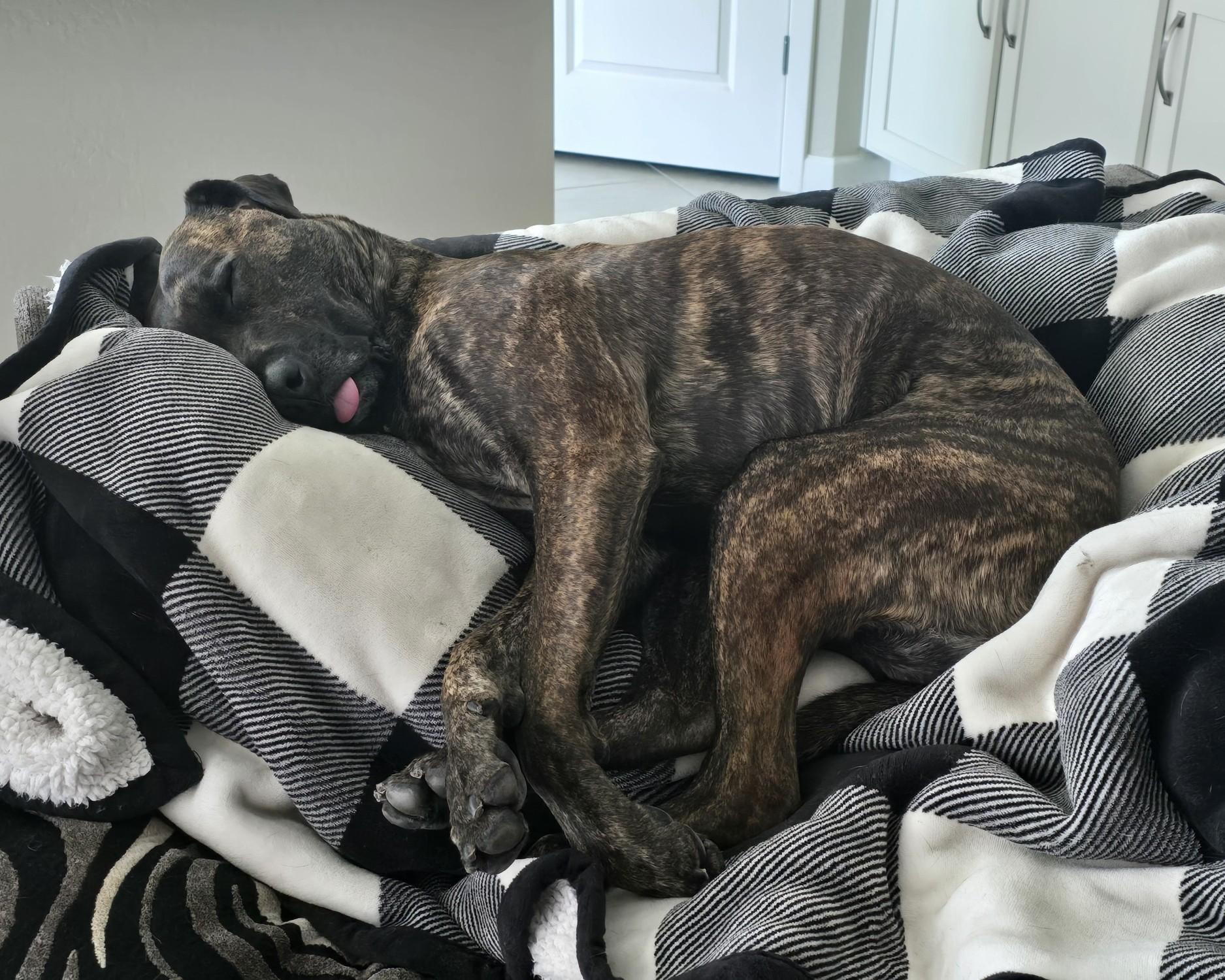 Bronco Courtesy Listed, a ADOPTABLE Mixed Breed in Midland, MI image 4/6