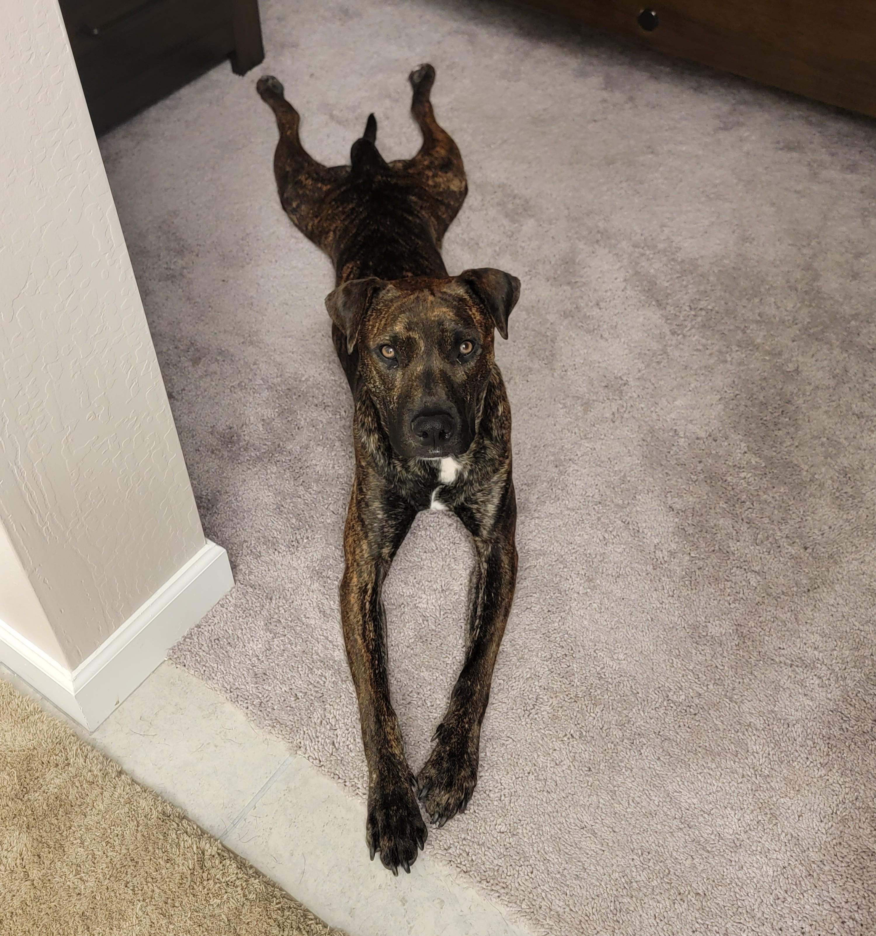 Bronco Courtesy Listed, a ADOPTABLE Mixed Breed in Midland, MI image 6/6