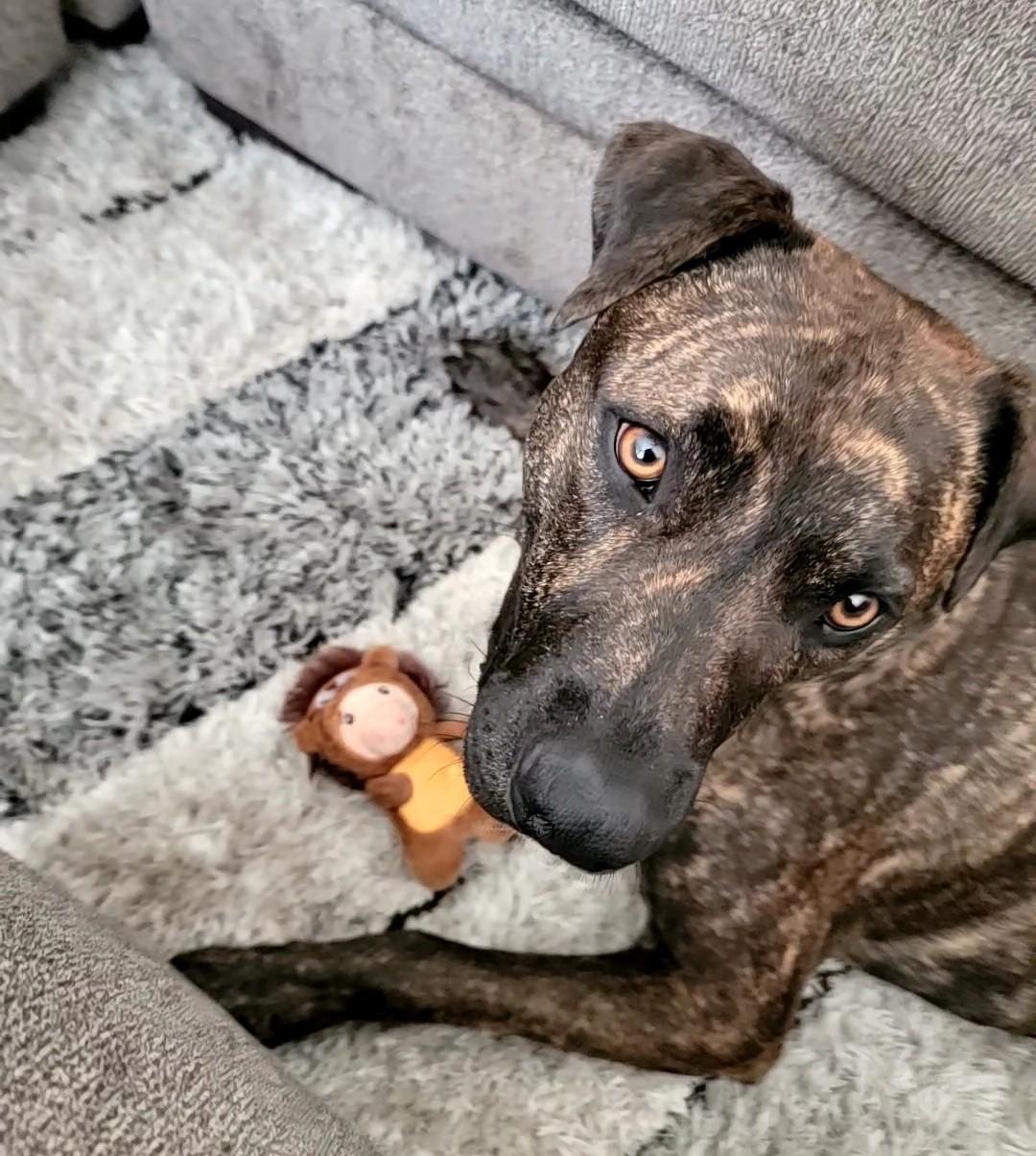 Bronco Courtesy Listed, adoptable, Adult Male Mixed Breed.