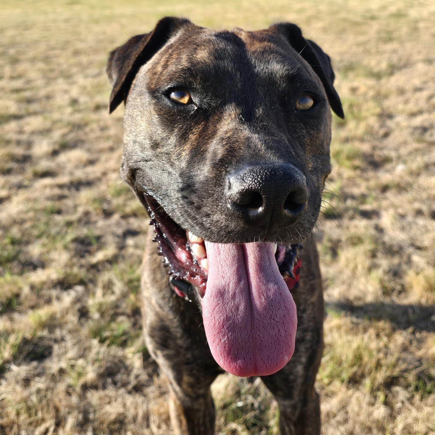 Bronco Courtesy Listed, a ADOPTABLE Mixed Breed in Midland, MI image 3/6