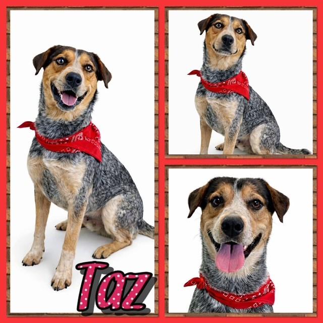 Enlarge Taz, a ADOPTABLE mixed breed in Watauga, TX image 1/3