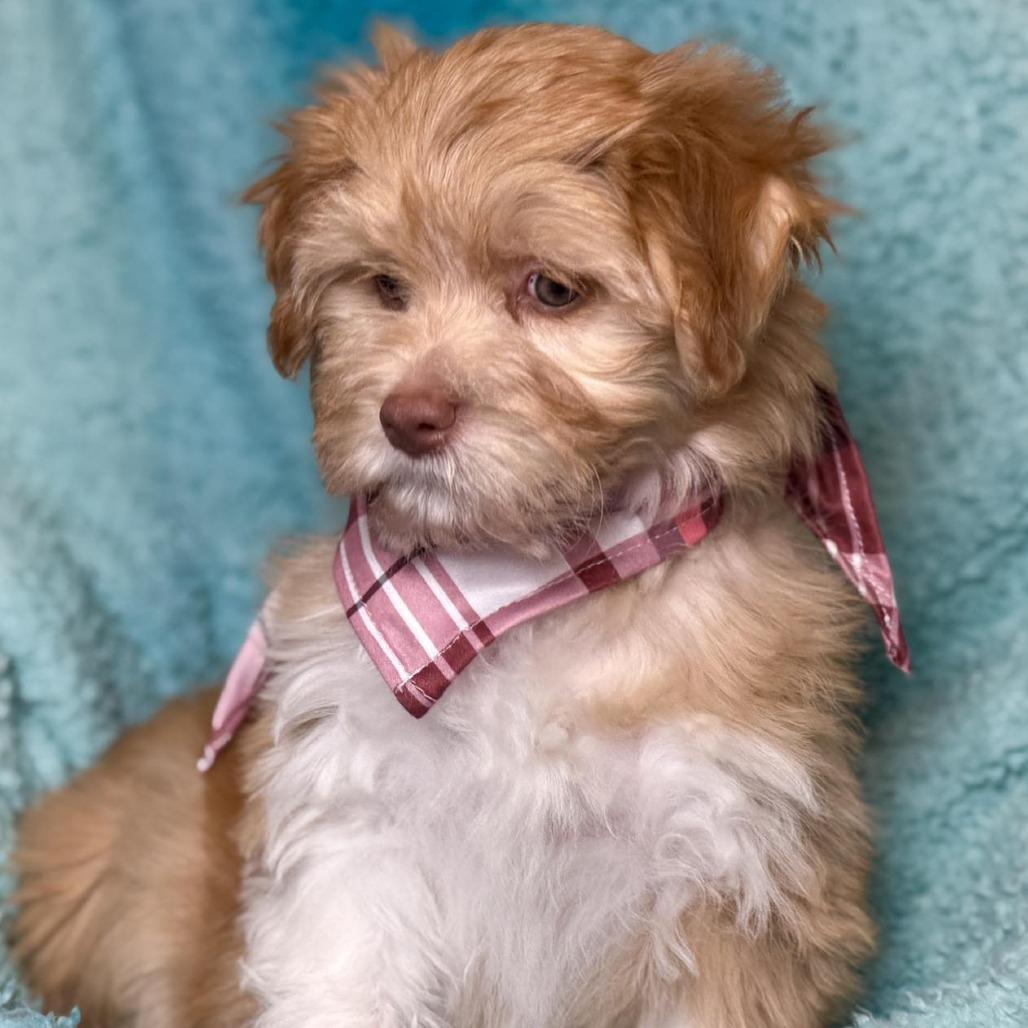 Enlarge Waffle the stuffed animal! , a Adoptable mixed breed in Princeton, NJ image 2/6