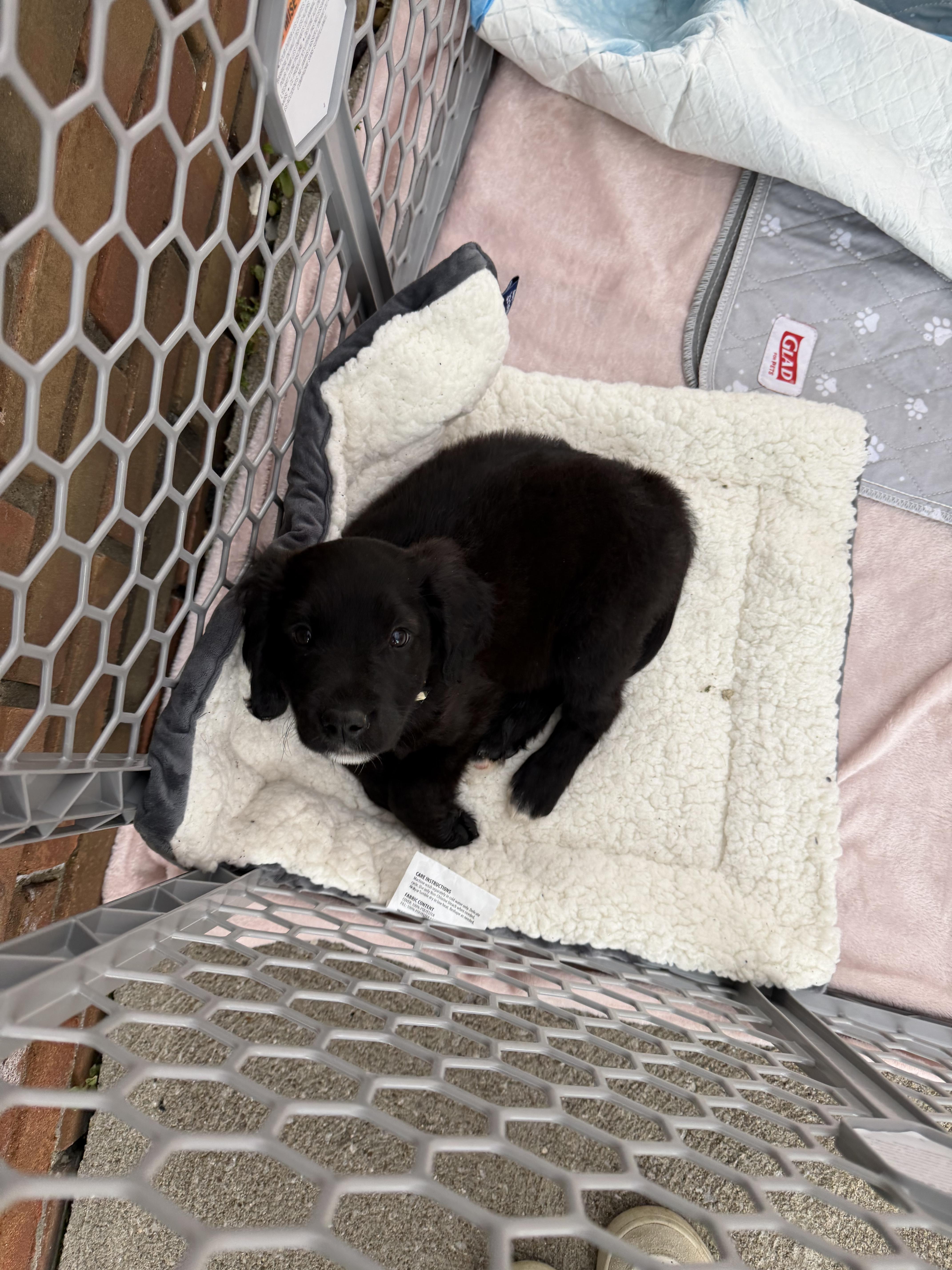Cove, an adopted mixed breed in Seville, OH image 6/6