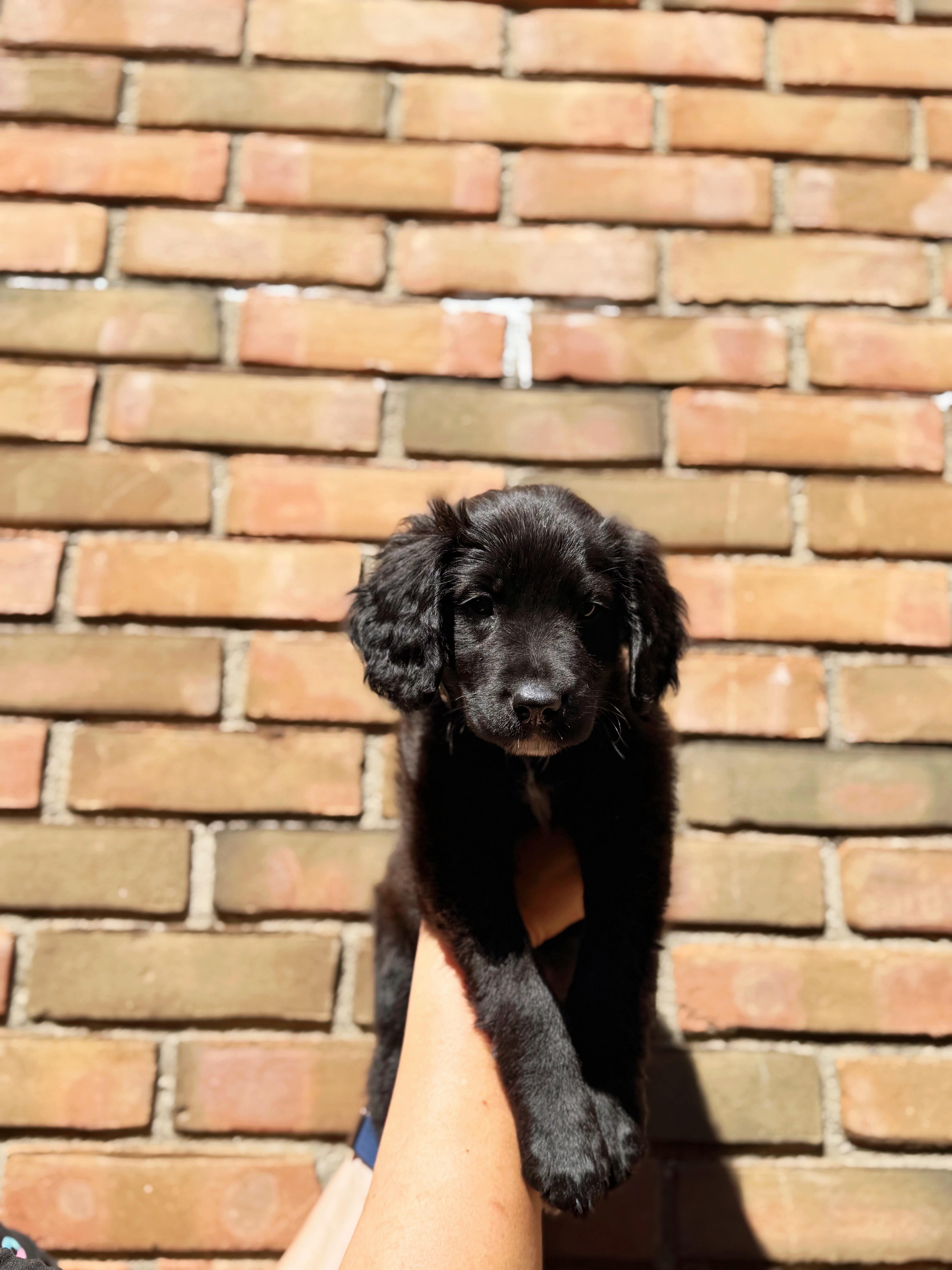 Cove, an adopted mixed breed in Seville, OH image 2/6
