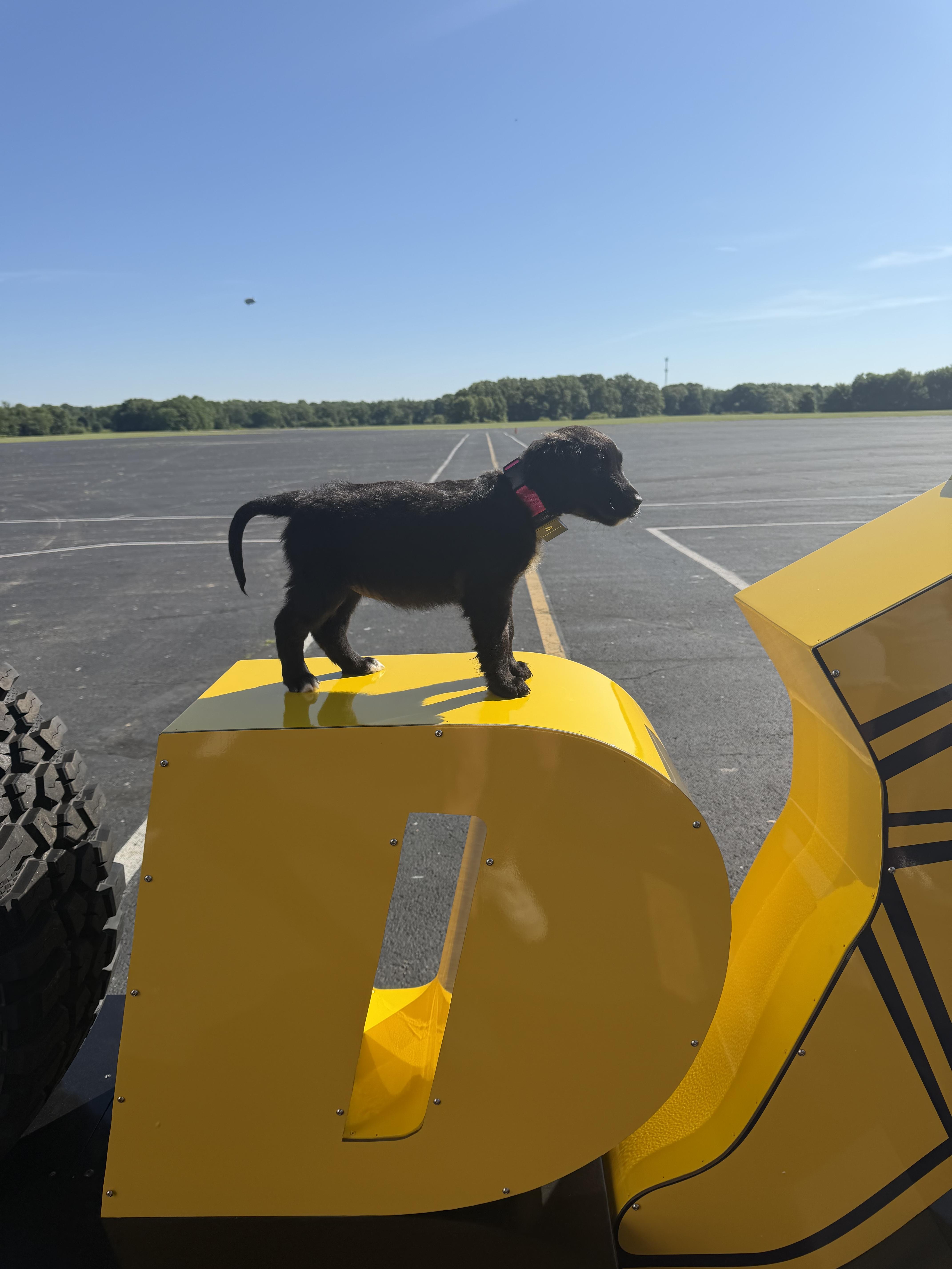 Cove, an adopted mixed breed in Seville, OH image 3/6