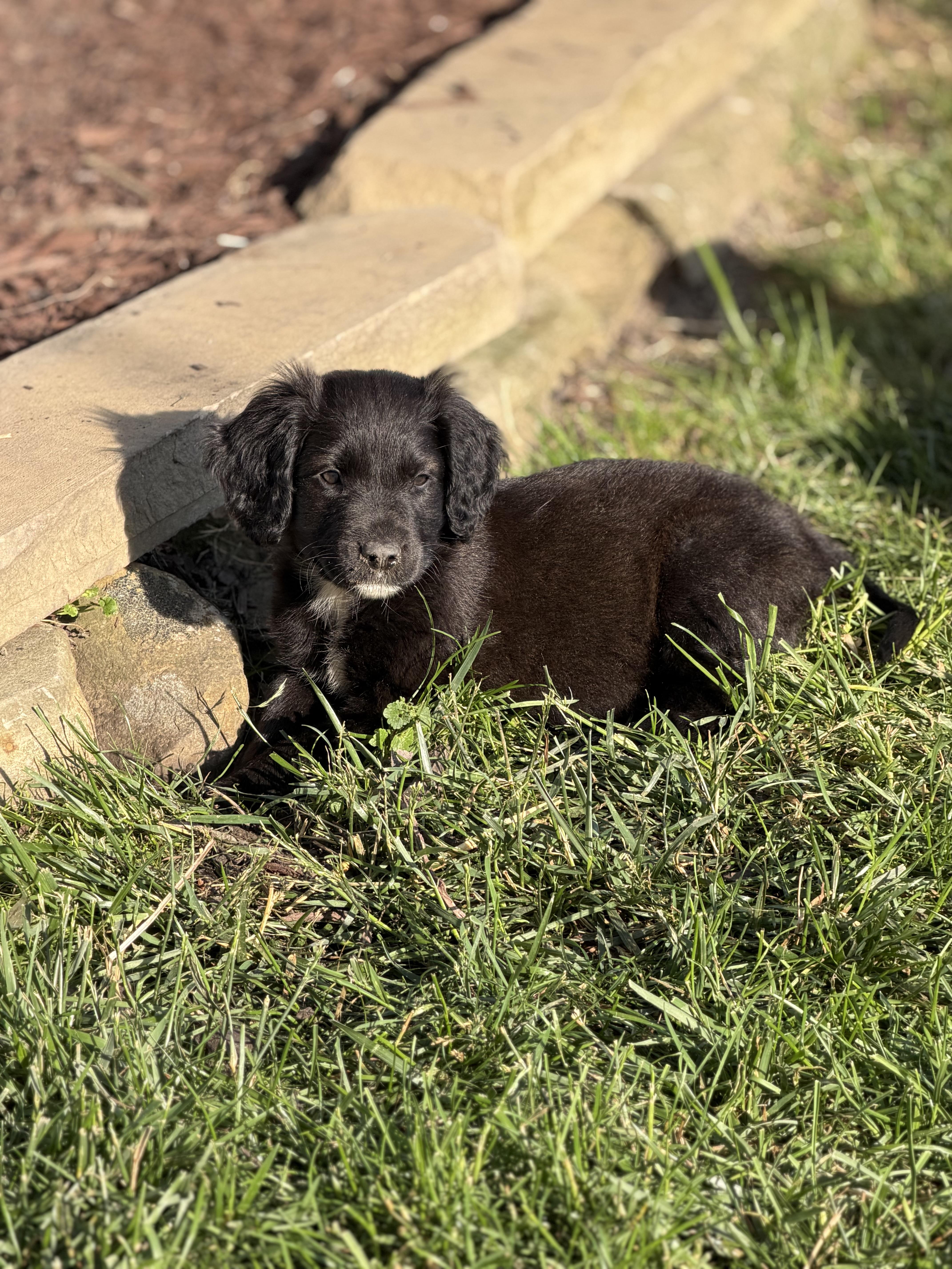 Cove, an adopted mixed breed in Seville, OH image 5/6