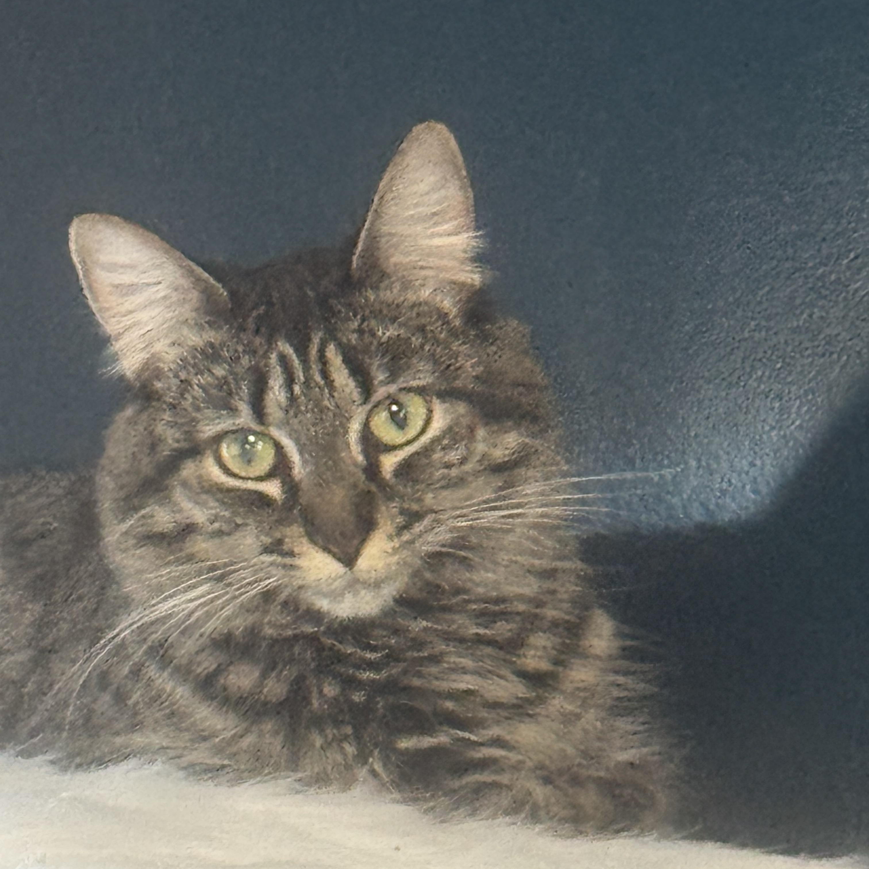 Enlarge Angel, a Adoptable Domestic Medium Hair in Charlotte, NC image 6/6