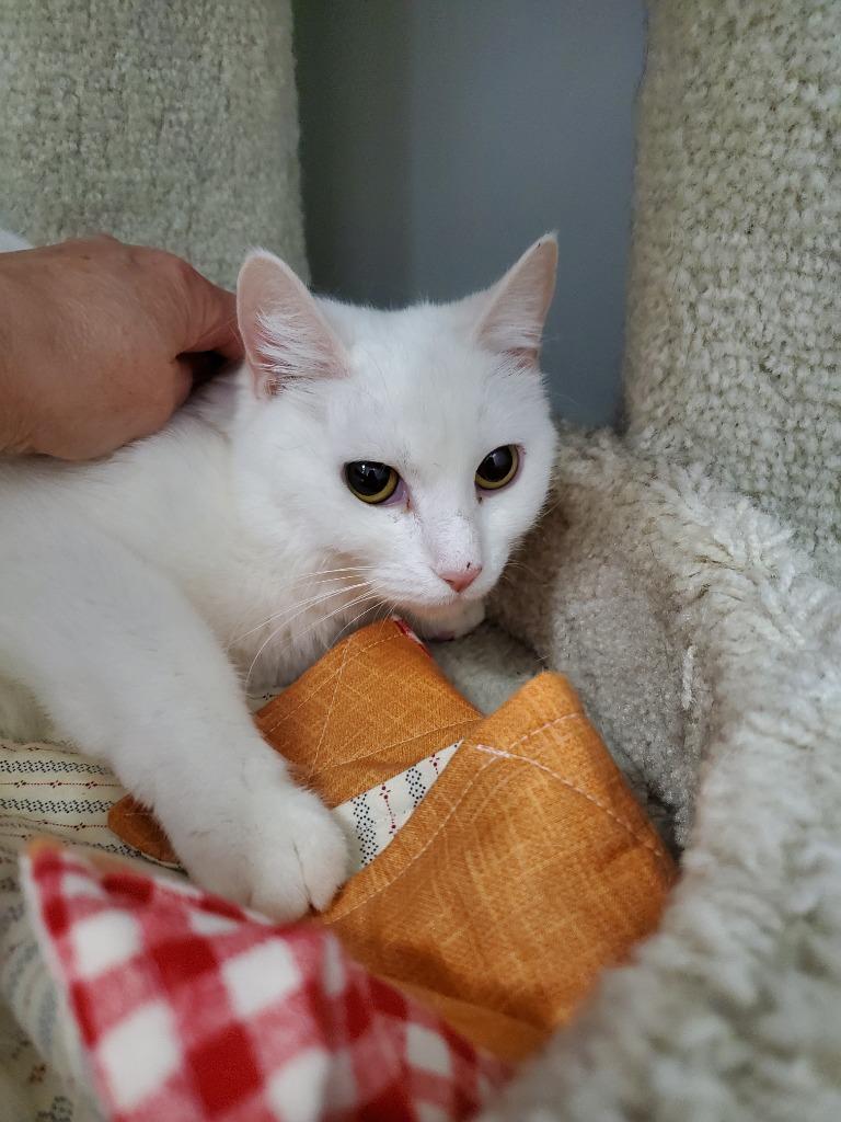Clover, Adoptable, Adult Female Domestic Short Hair.
