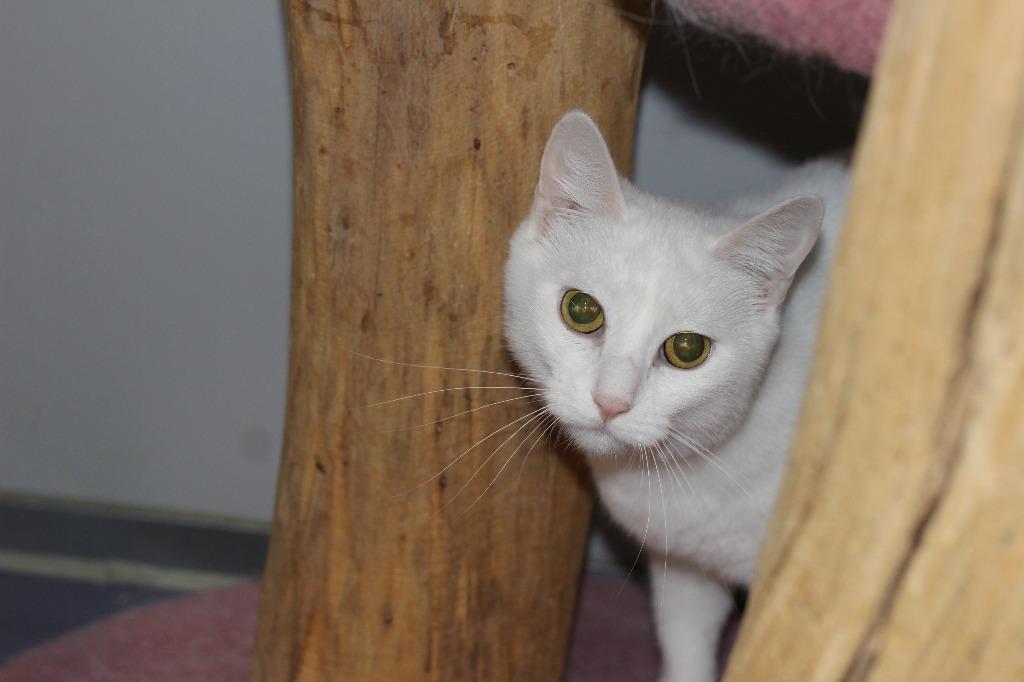 Enlarge Clover, a Adoptable mixed breed in Rockford, IL image 2/3