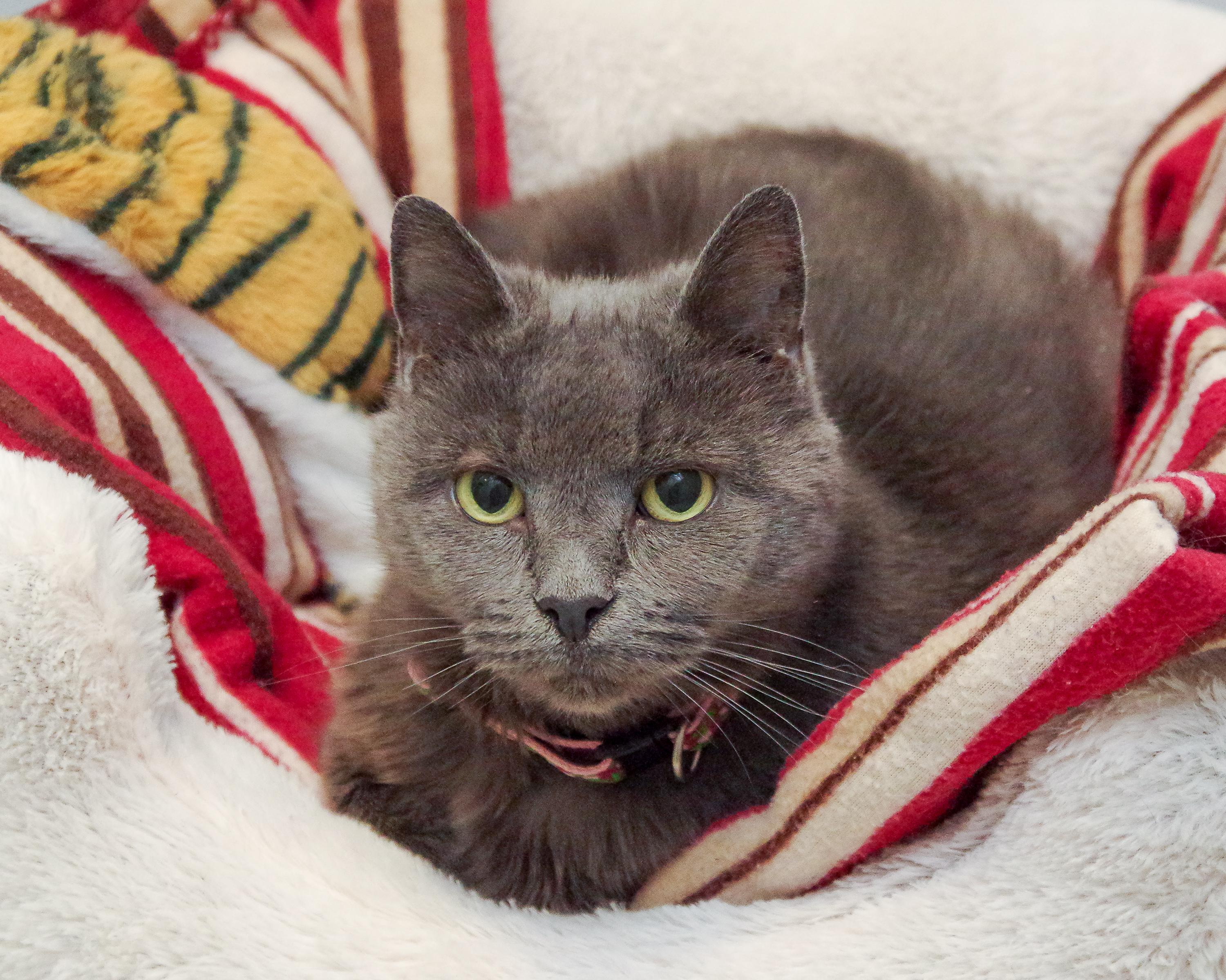 Enlarge Gracie & Baby, a Adoptable American Shorthair in Scituate, MA image 2/6