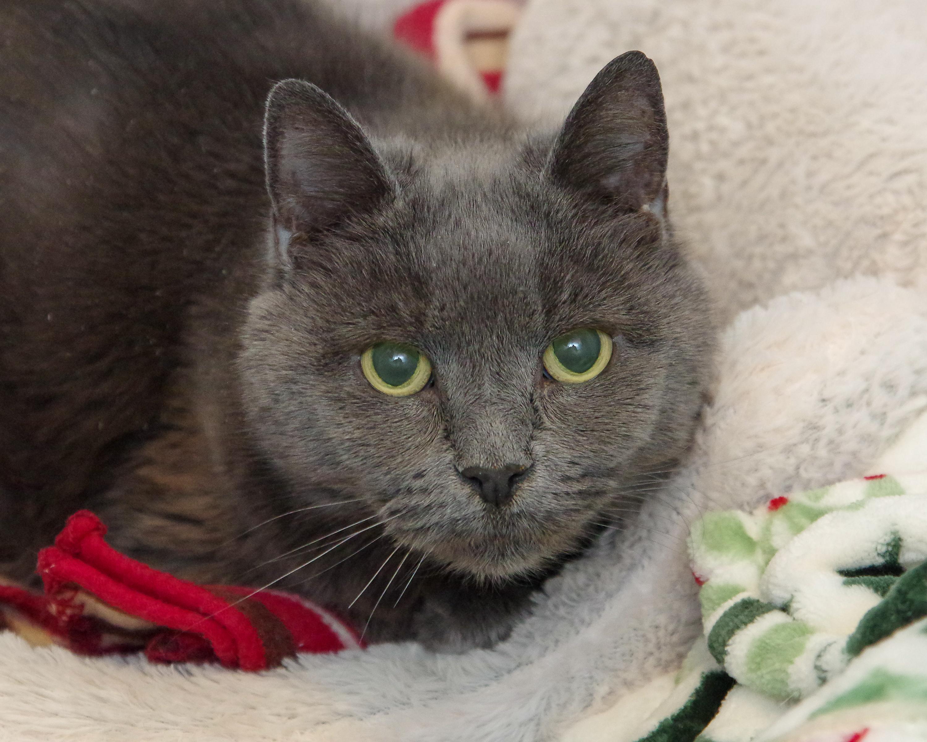 Enlarge Gracie & Baby, a Adoptable American Shorthair in Scituate, MA image 3/6