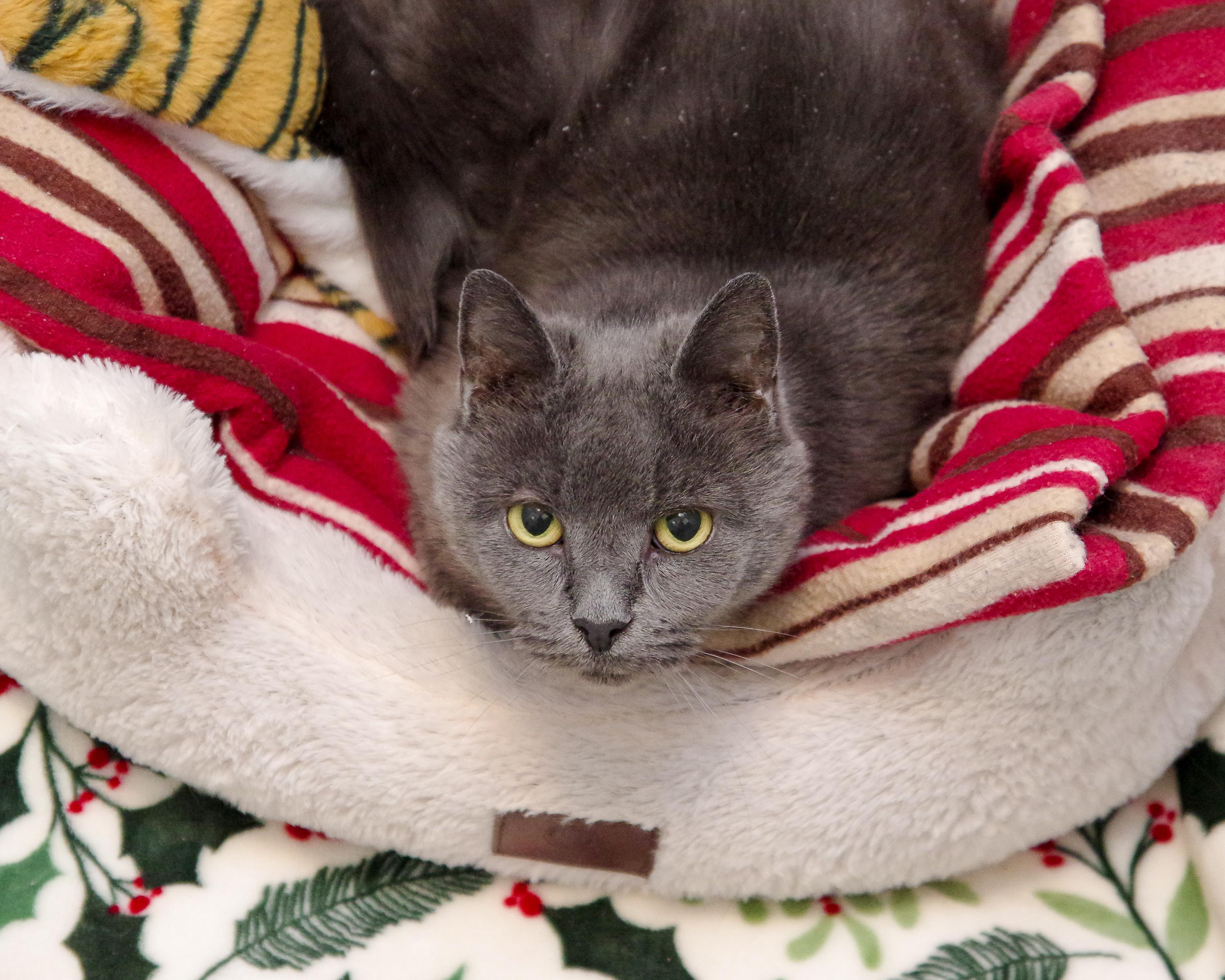 Enlarge Gracie & Baby, a Adoptable American Shorthair in Scituate, MA image 4/6
