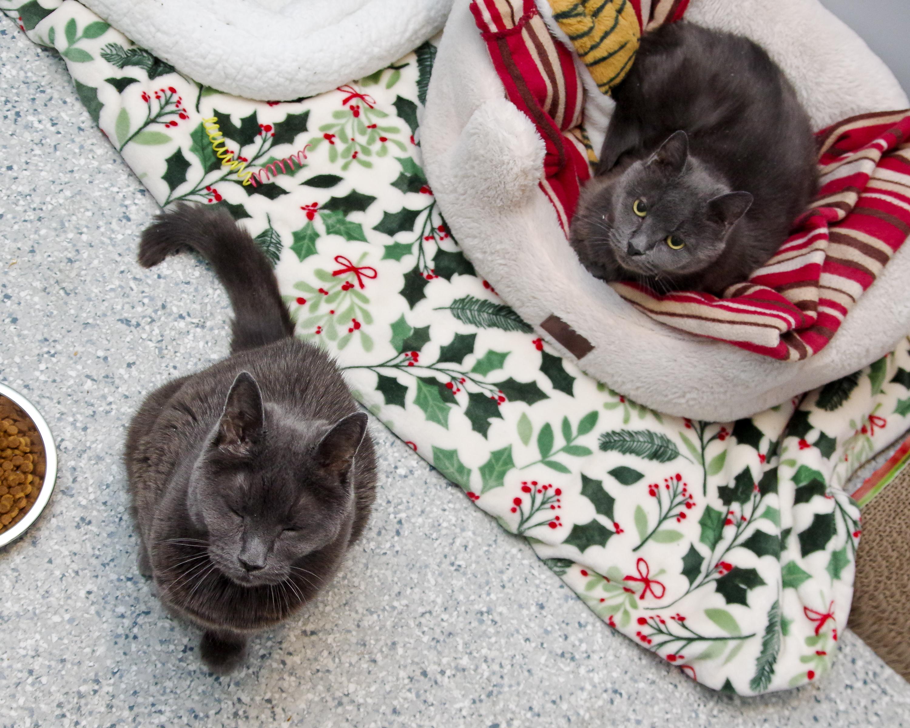 Gracie & Baby, adopted, Adult Female American Shorthair.