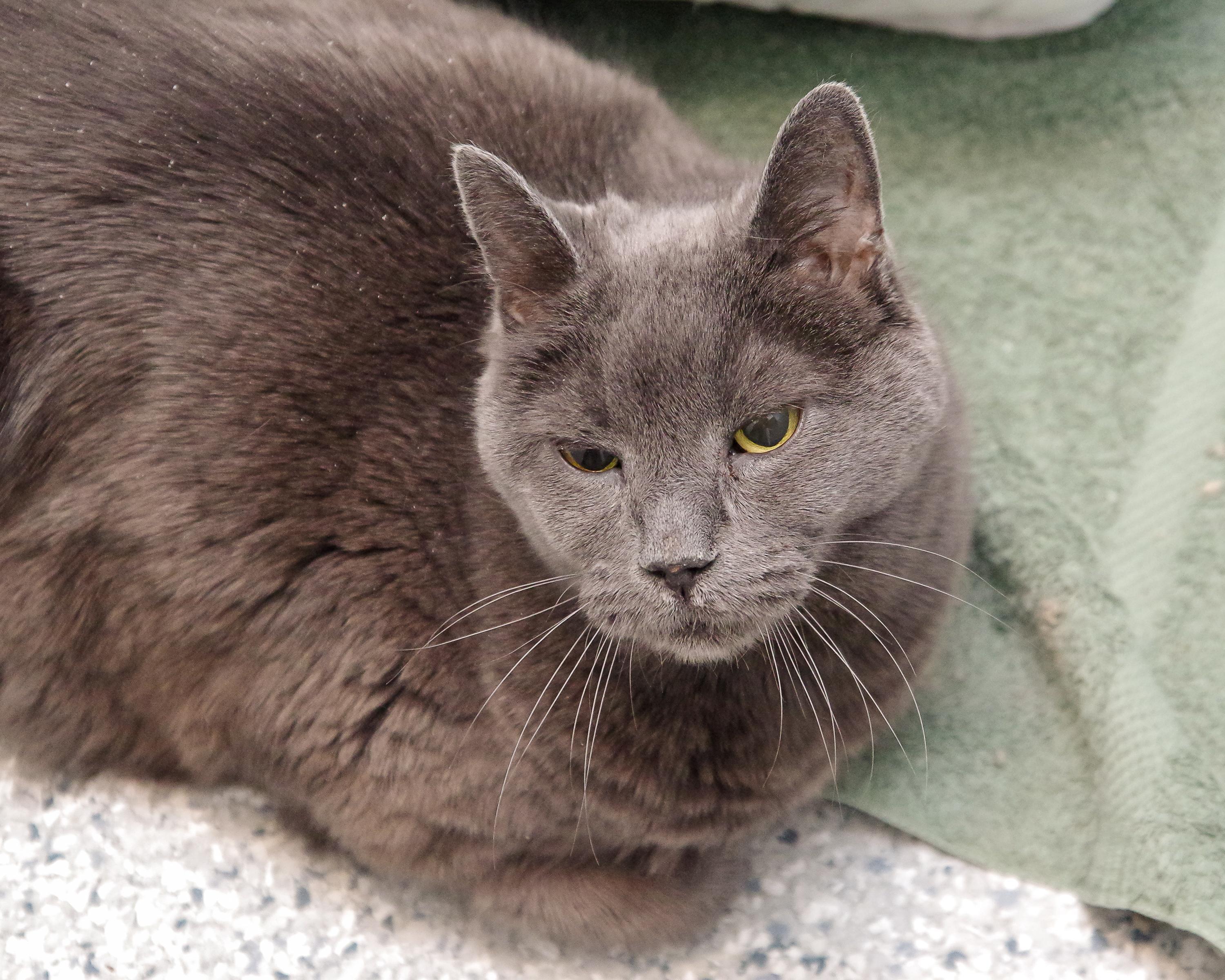 Enlarge Gracie & Baby, a Adoptable American Shorthair in Scituate, MA image 5/6