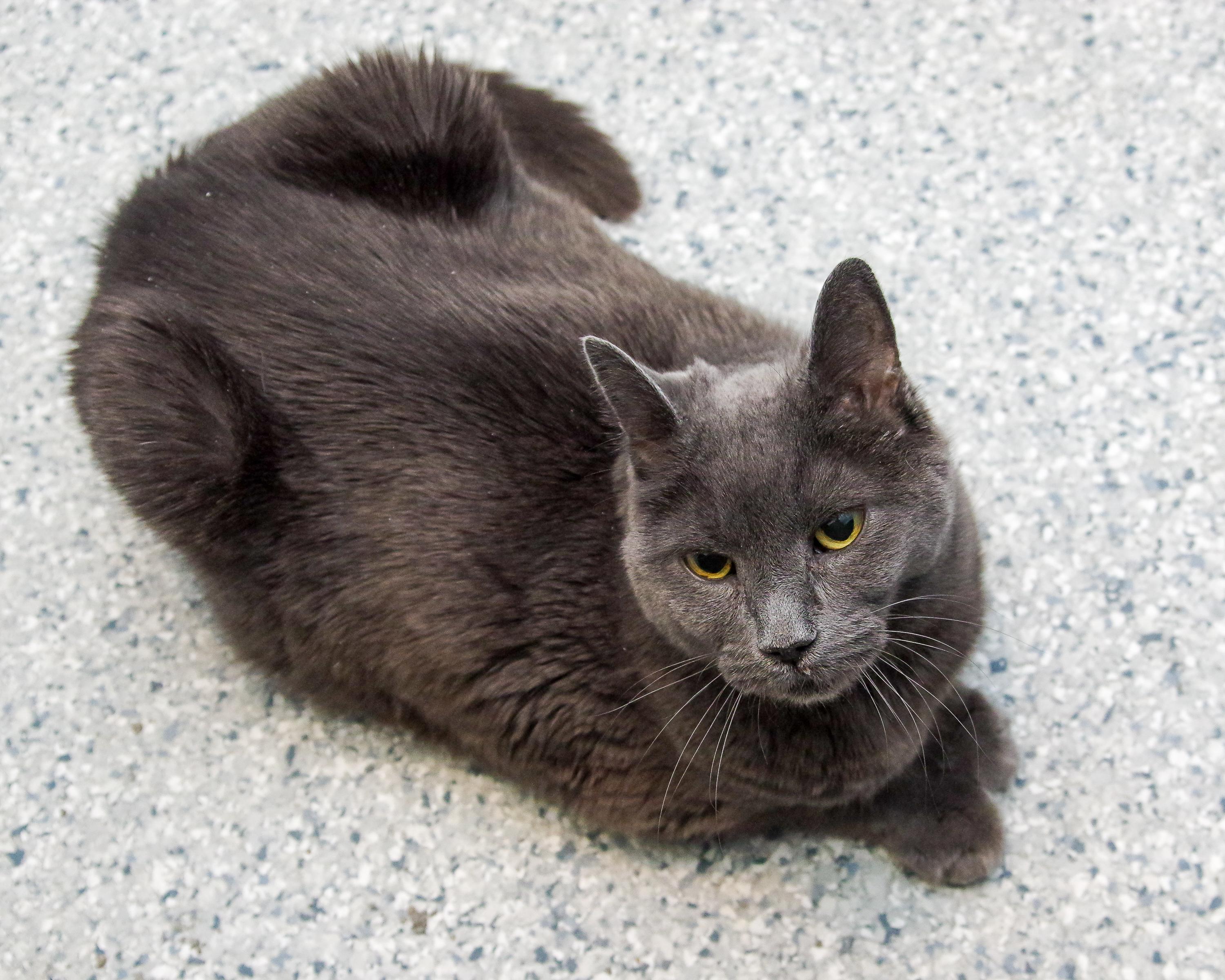Enlarge Gracie & Baby, a Adoptable American Shorthair in Scituate, MA image 6/6