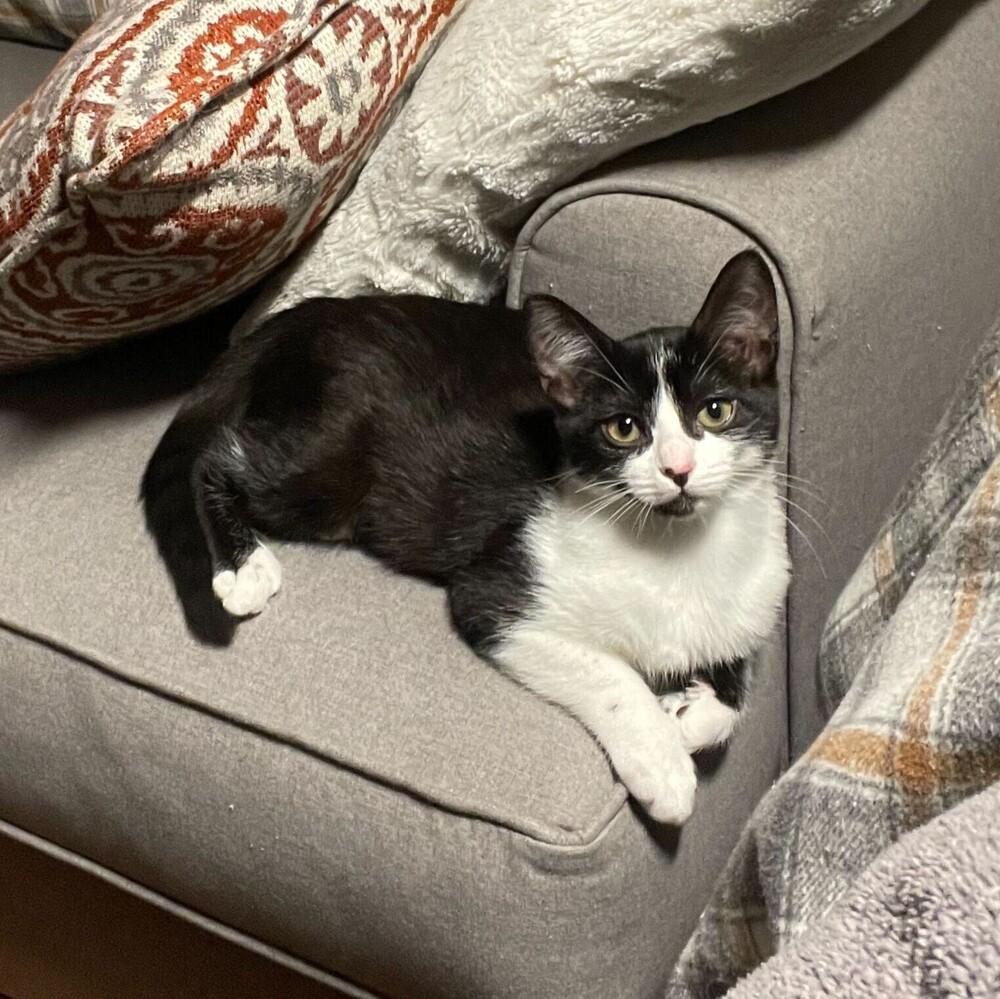 Alesana, a Adopted mixed breed in San Diego, CA image 1/6