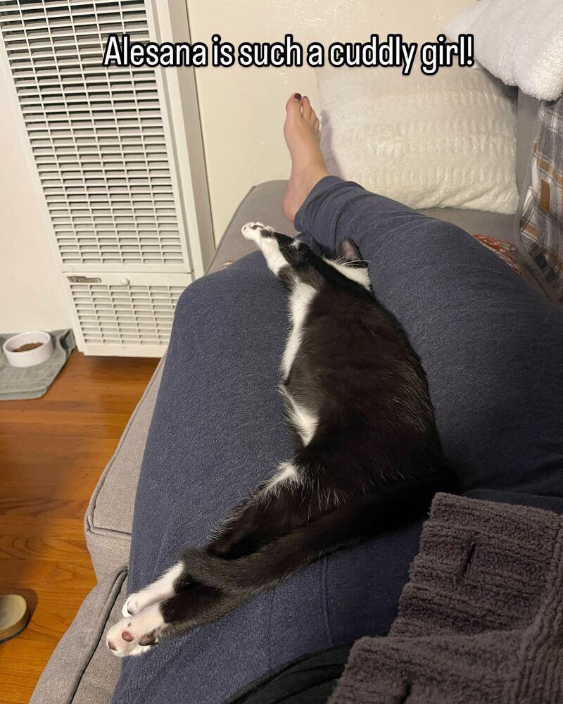 Alesana, a Adopted mixed breed in San Diego, CA image 2/6