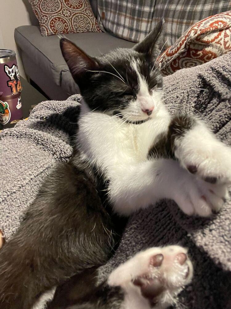 Alesana, a Adopted mixed breed in San Diego, CA image 4/6