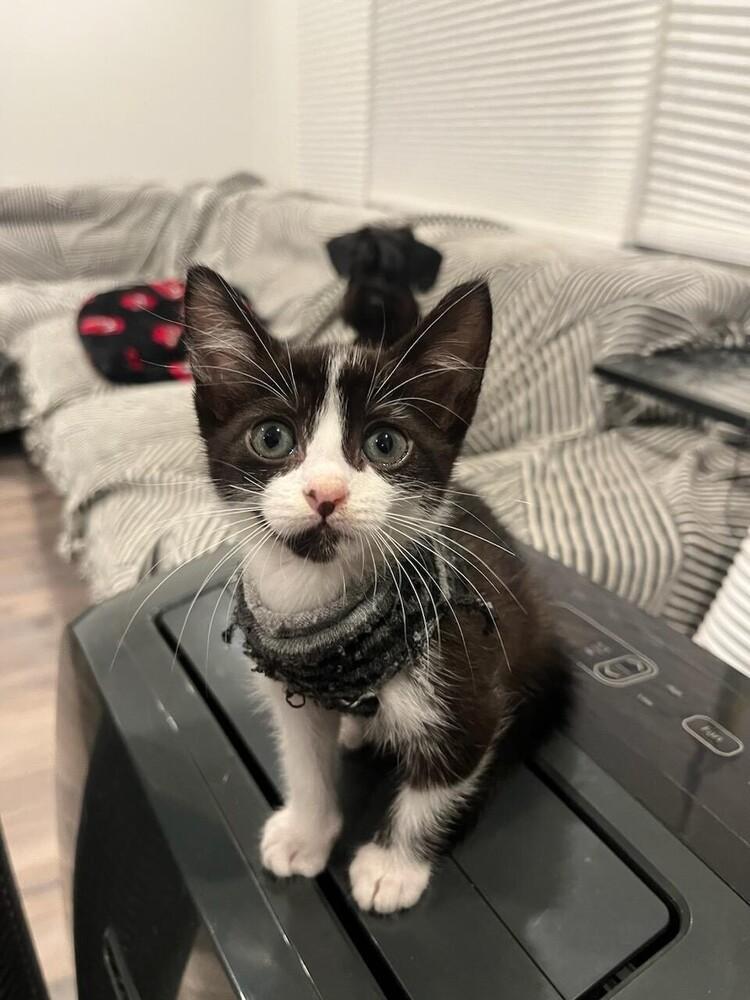 Alesana, a Adopted mixed breed in San Diego, CA image 5/6