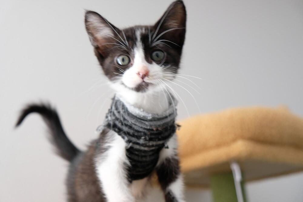 Alesana, a Adopted mixed breed in San Diego, CA image 6/6