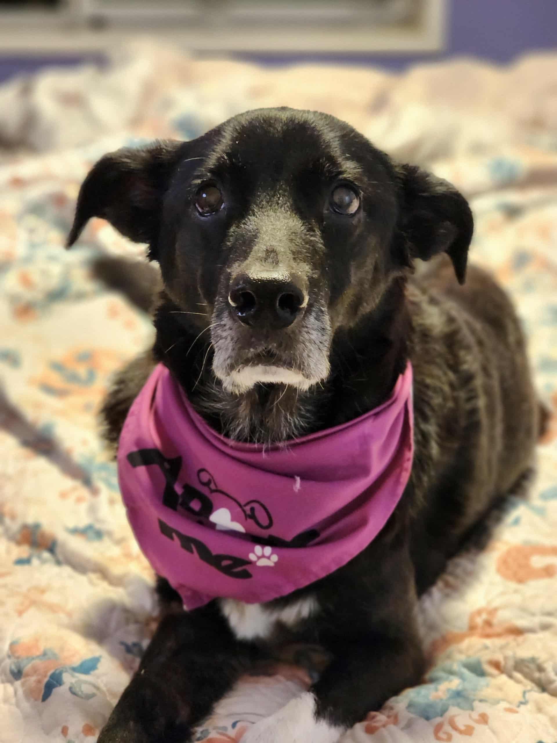 Enlarge Boots, a Adoptable mixed breed in Otis, OR image 1/5