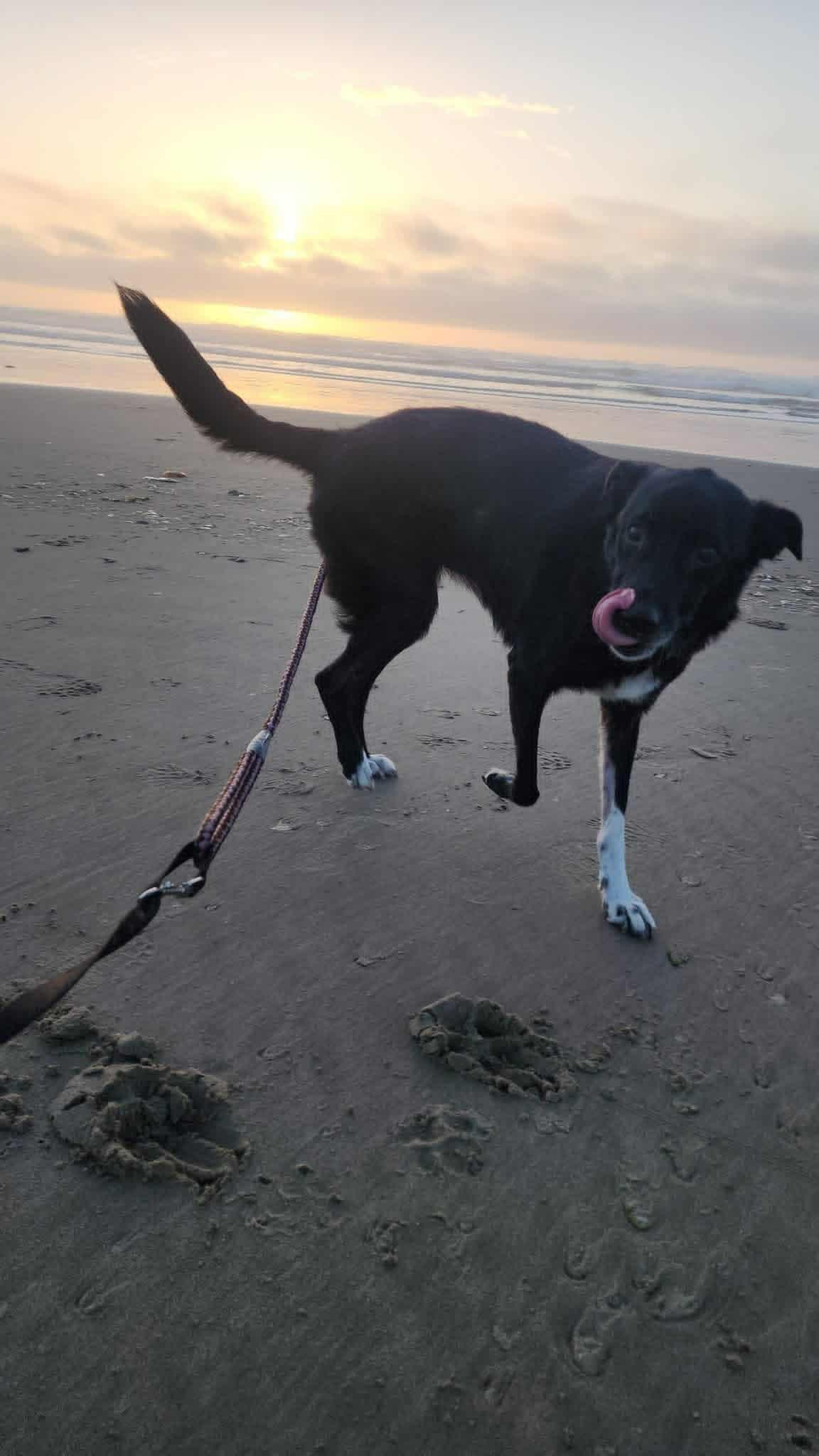 Enlarge Boots, a Adoptable mixed breed in Otis, OR image 2/5