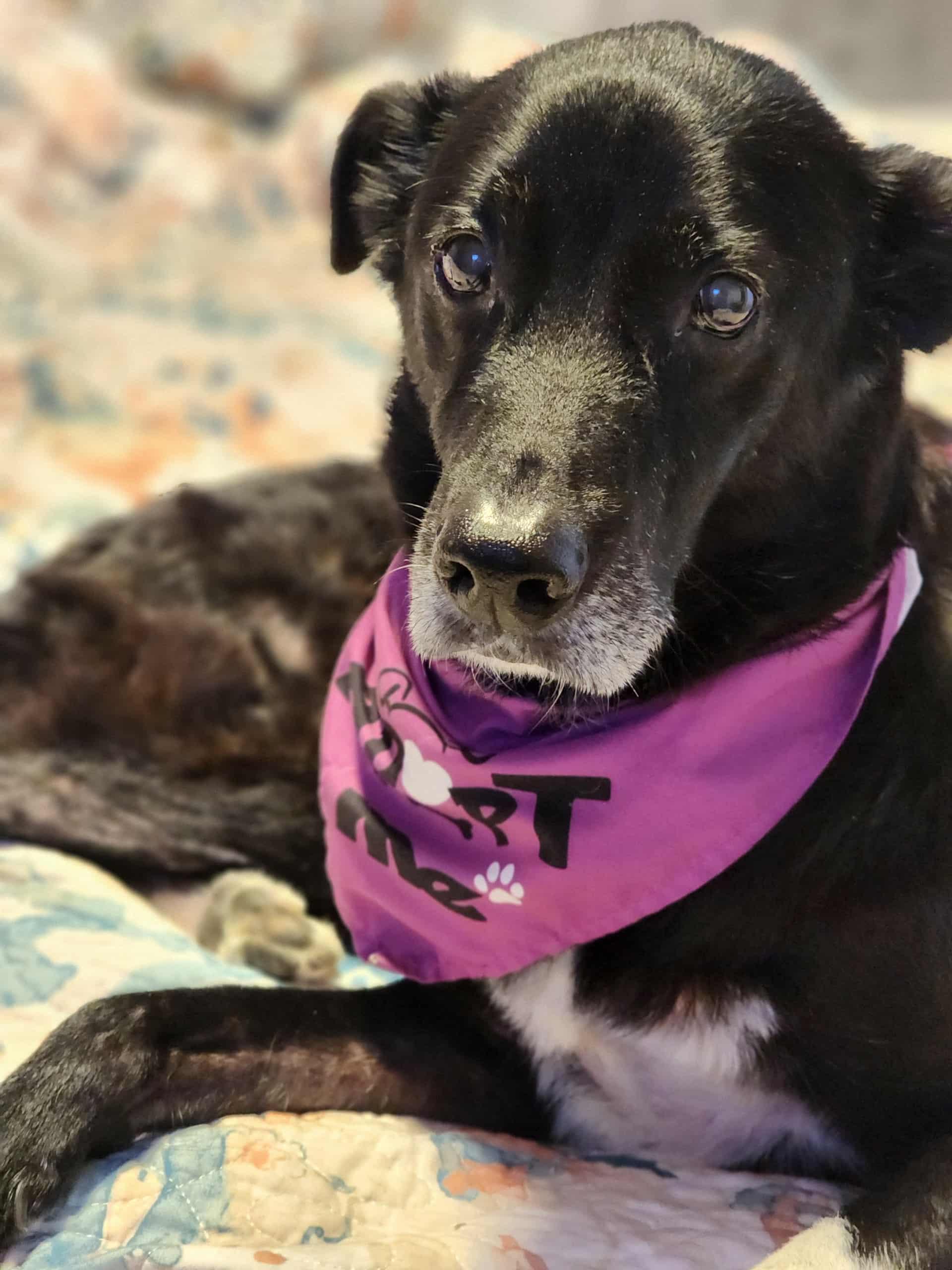 Enlarge Boots, a Adoptable mixed breed in Otis, OR image 3/5