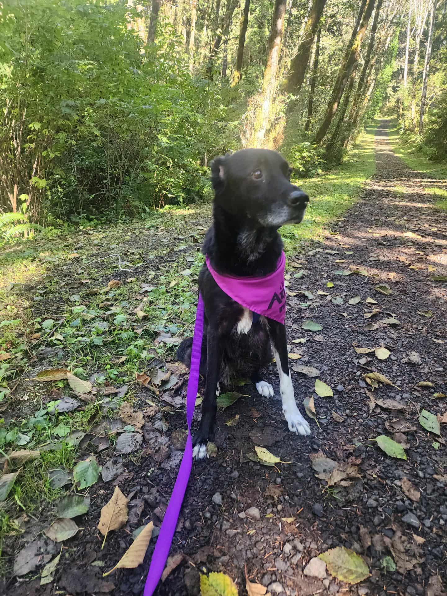 Enlarge Boots, a Adoptable mixed breed in Otis, OR image 4/5