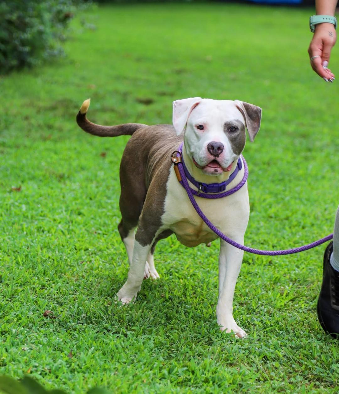 Venus, Adoptable, Adult Female American Staffordshire Terrier & Pit Bull Terrier.