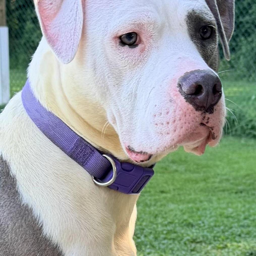 Enlarge Venus, a Adoptable mixed breed in Saluda, VA image 2/4