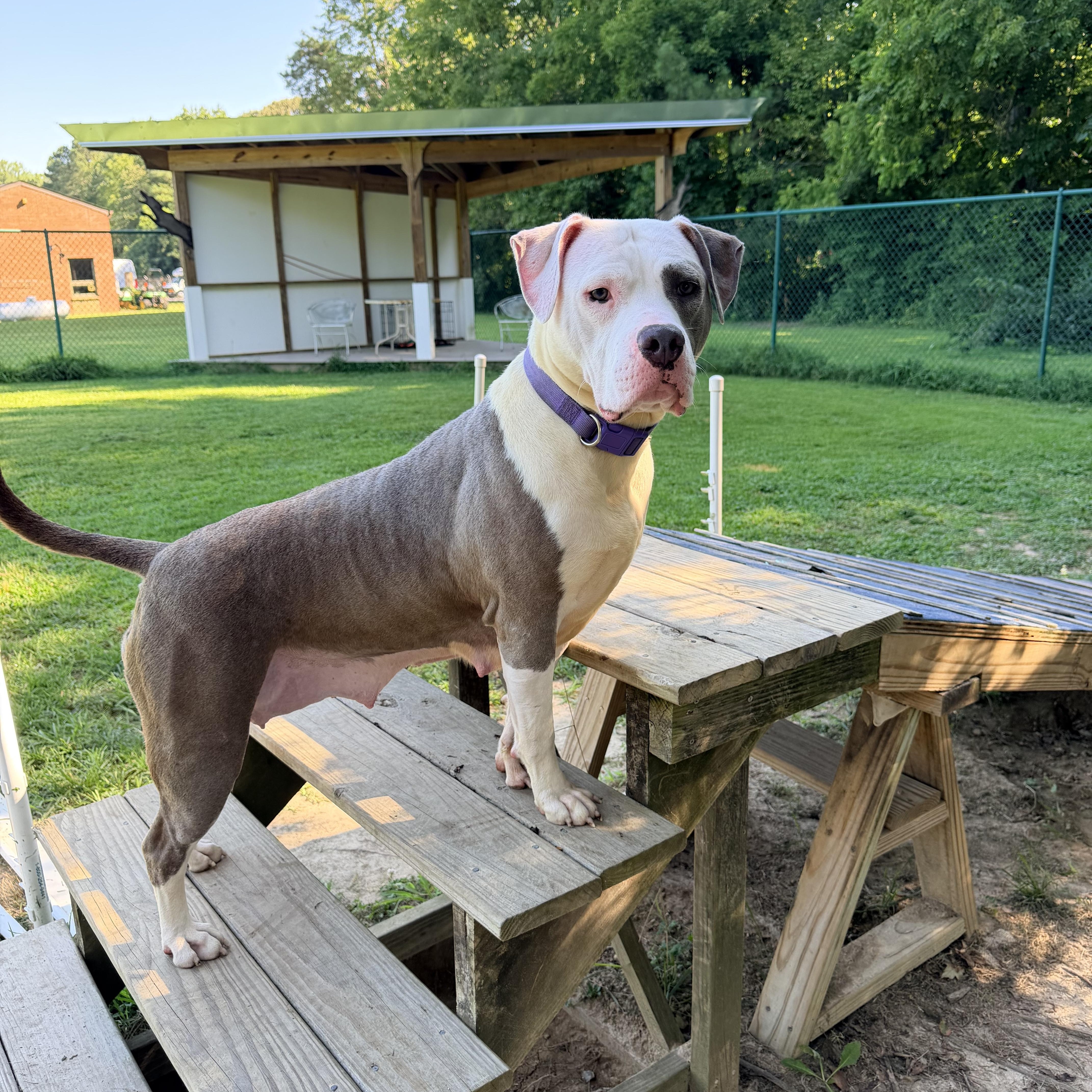 Enlarge Venus, a Adoptable mixed breed in Saluda, VA image 4/4