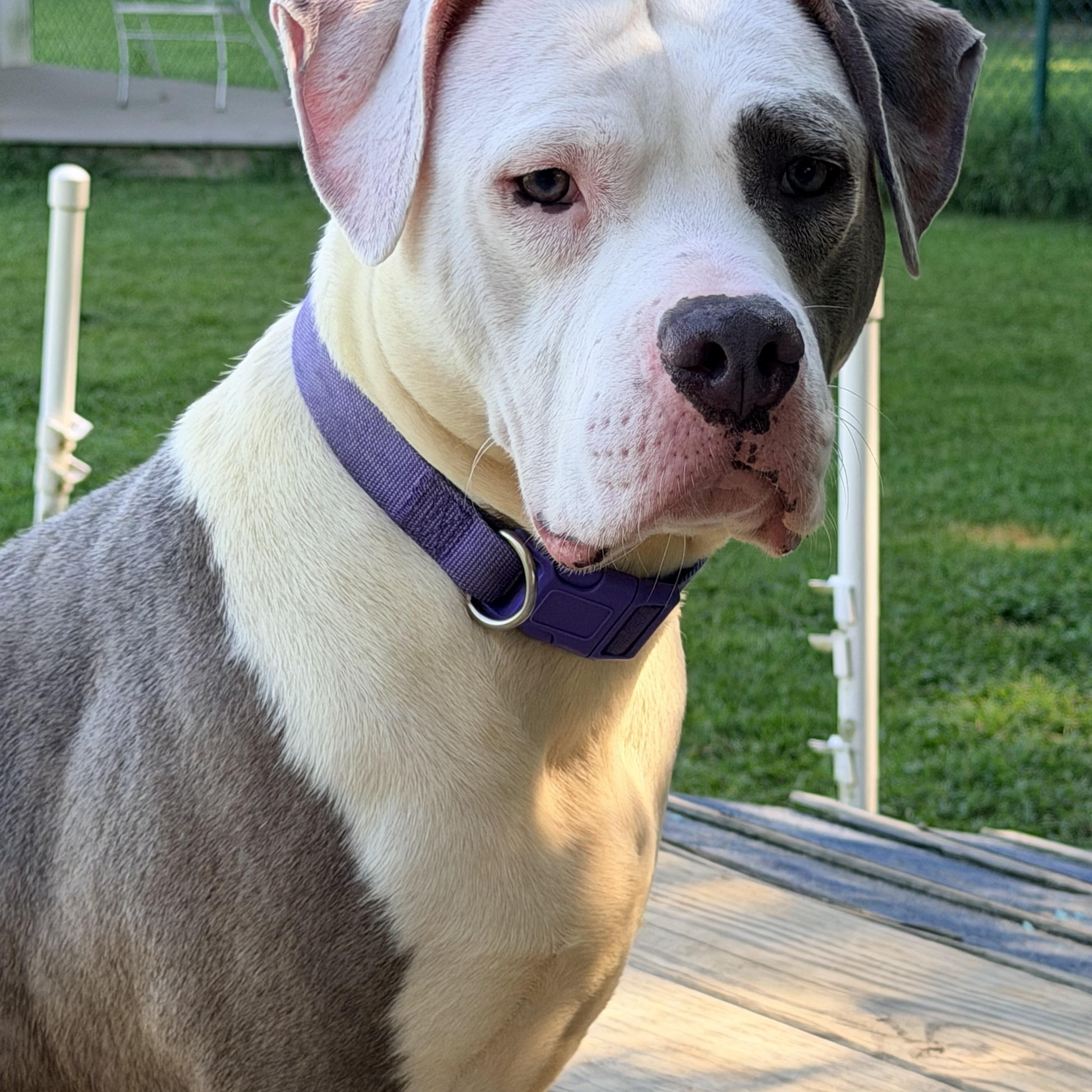 Enlarge Venus, a Adoptable mixed breed in Saluda, VA image 3/4