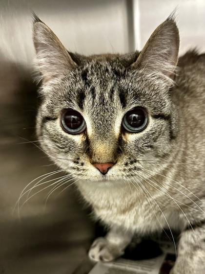 Simba, Adoptable, Adult Female Domestic Short Hair.