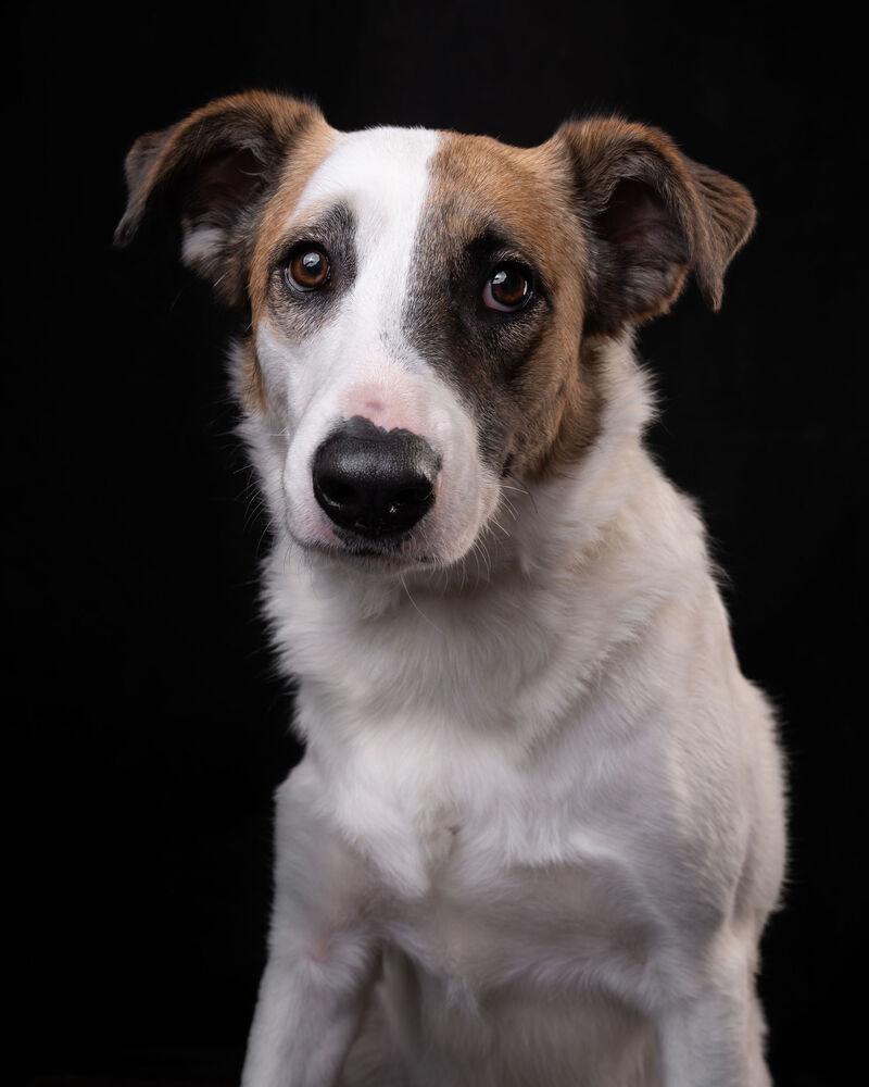 MARTY, a Adoptable mixed breed in Langley, BC image 1/6