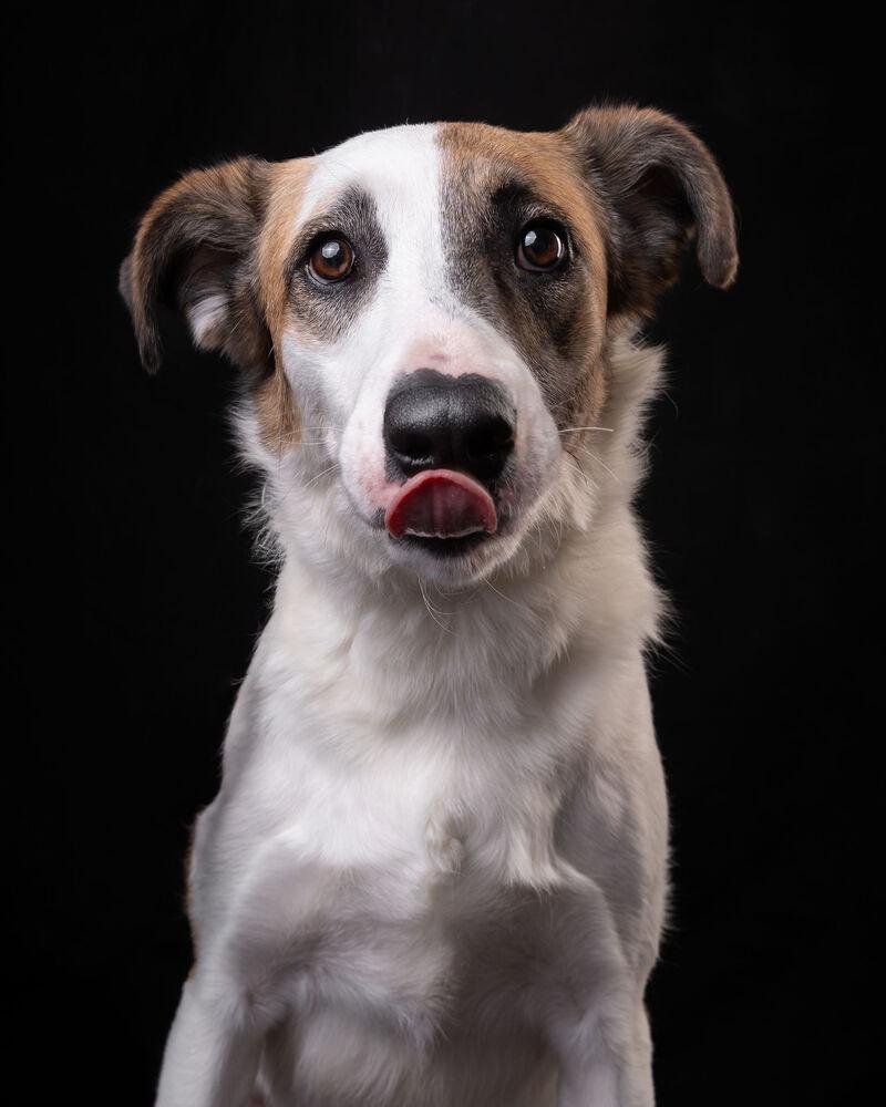 MARTY, a Adoptable mixed breed in Langley, BC image 2/6