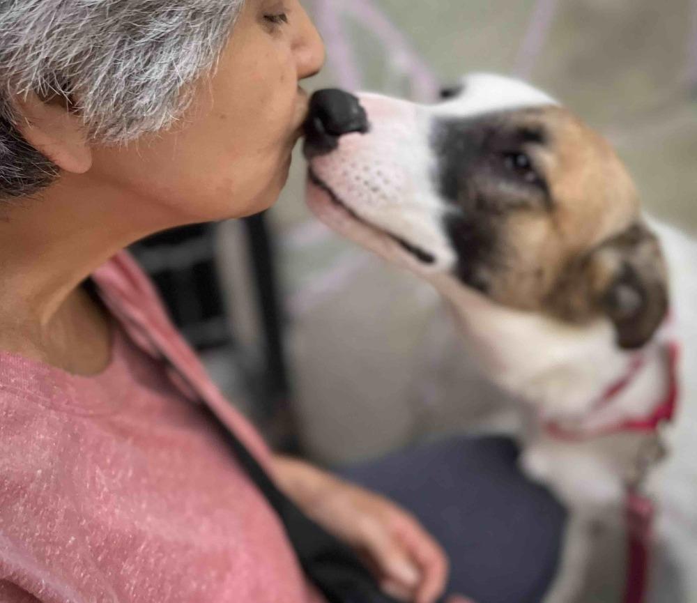 MARTY, a Adoptable mixed breed in Langley, BC image 3/6