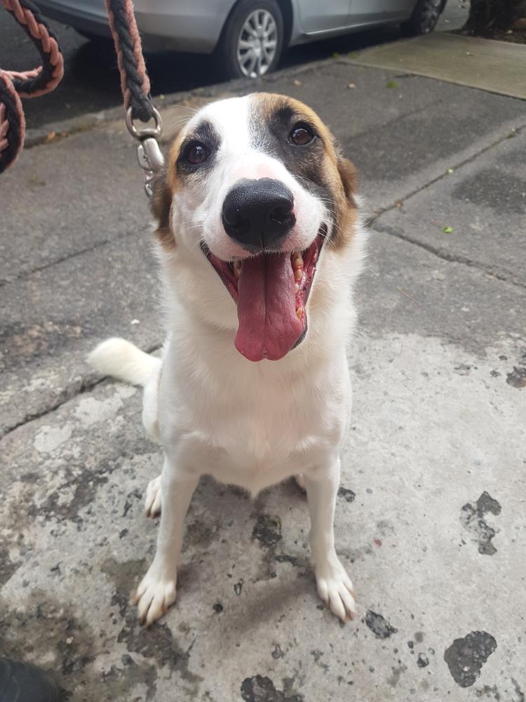 MARTY, a Adoptable mixed breed in Langley, BC image 4/6
