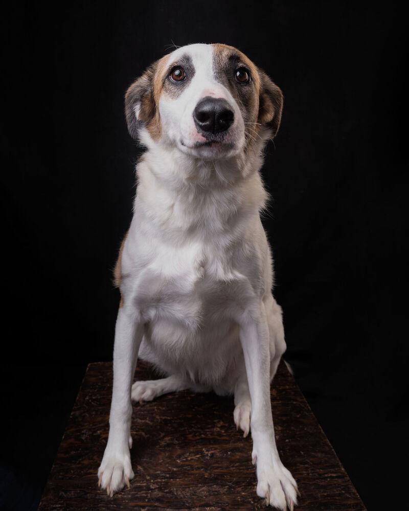 MARTY, a Adoptable mixed breed in Langley, BC image 5/6