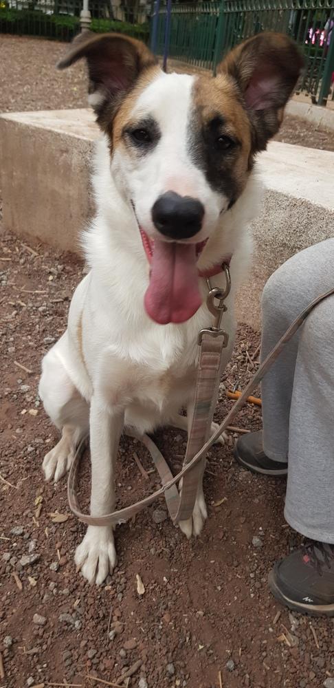 MARTY, a Adoptable mixed breed in Langley, BC image 6/6