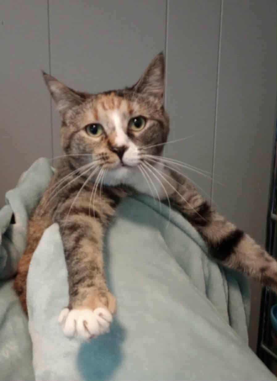 Enlarge Bashful & SneezyNot (bonded siblings), a Adoptable Domestic Short Hair in Rochester, NY image 4/5