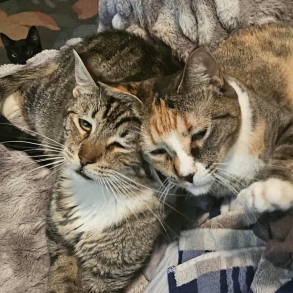 Enlarge Bashful & SneezyNot (bonded siblings), a Adoptable Domestic Short Hair in Rochester, NY image 1/5