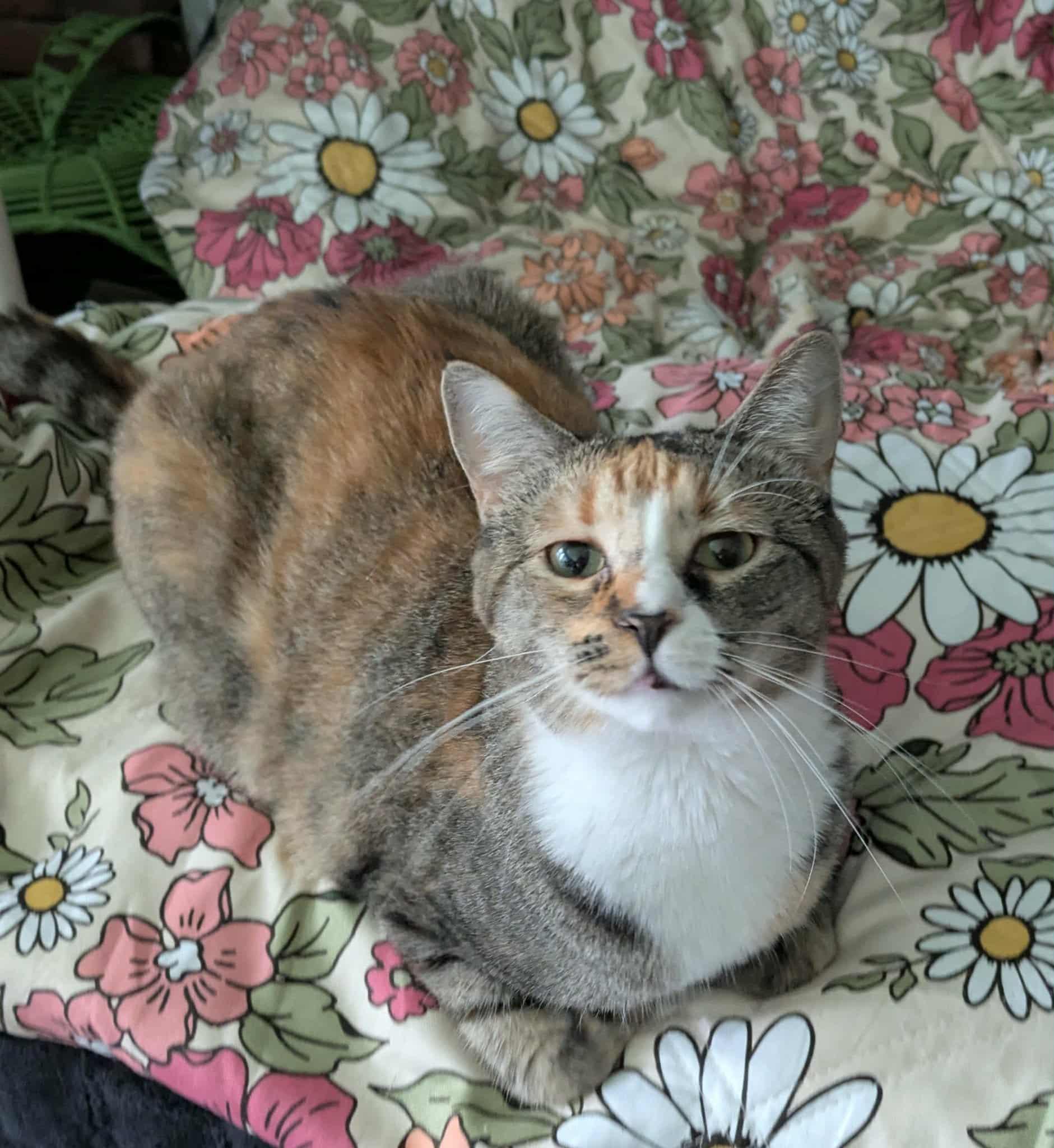 Enlarge Bashful & SneezyNot (bonded siblings), a Adoptable Domestic Short Hair in Rochester, NY image 5/5