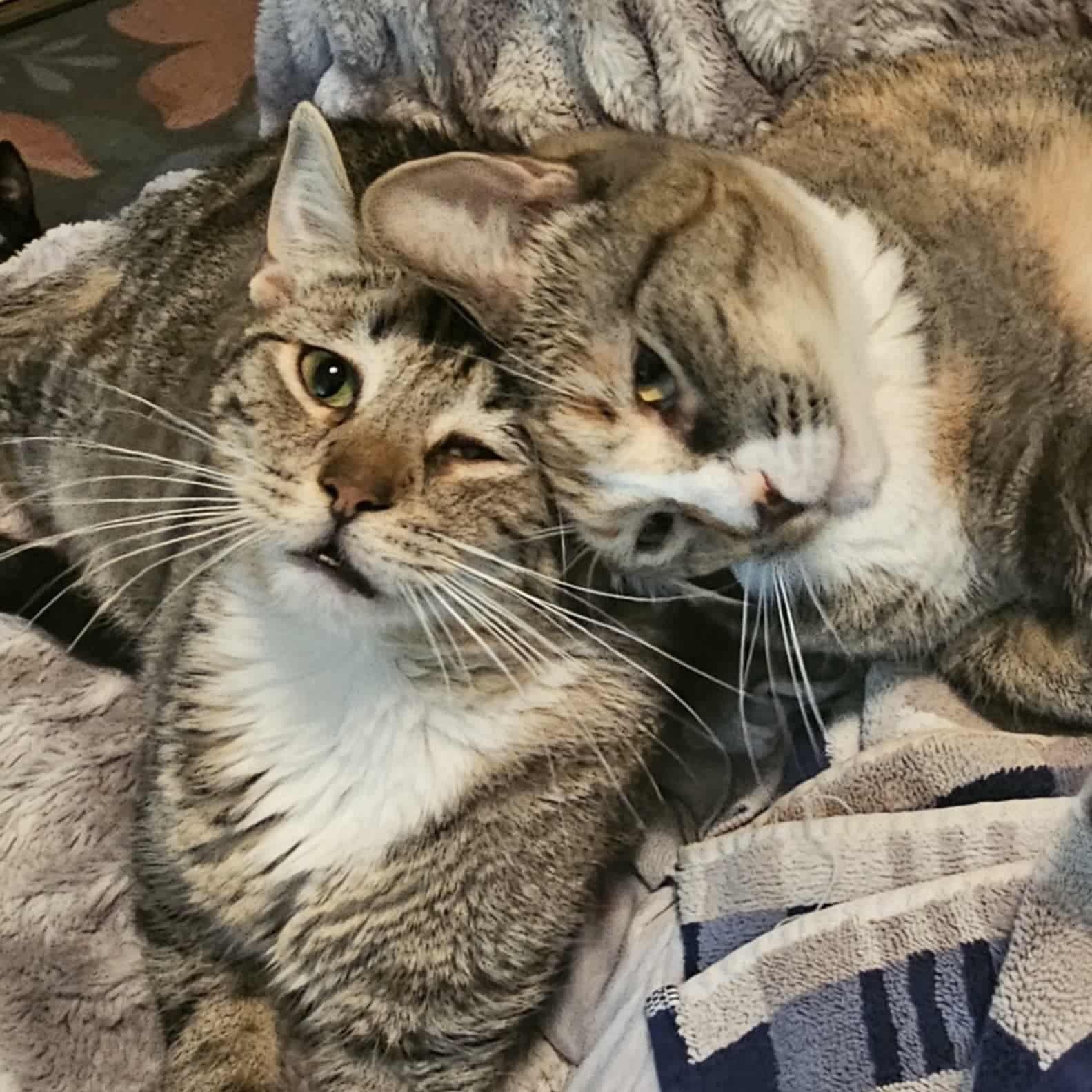 Enlarge Bashful & SneezyNot (bonded siblings), a Adoptable Domestic Short Hair in Rochester, NY image 2/5