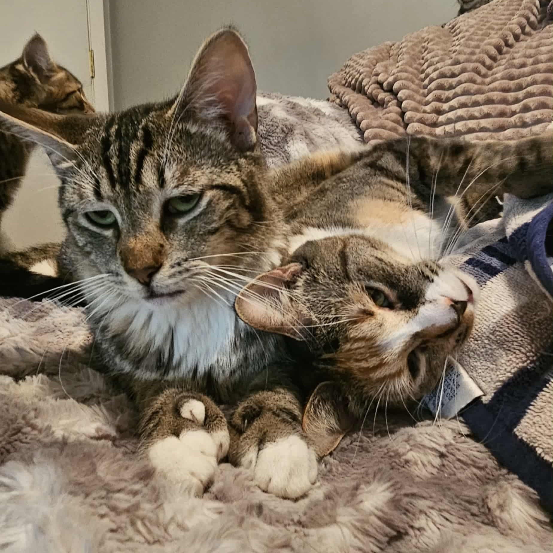 Enlarge Bashful & SneezyNot (bonded siblings), a Adoptable Domestic Short Hair in Rochester, NY image 3/5