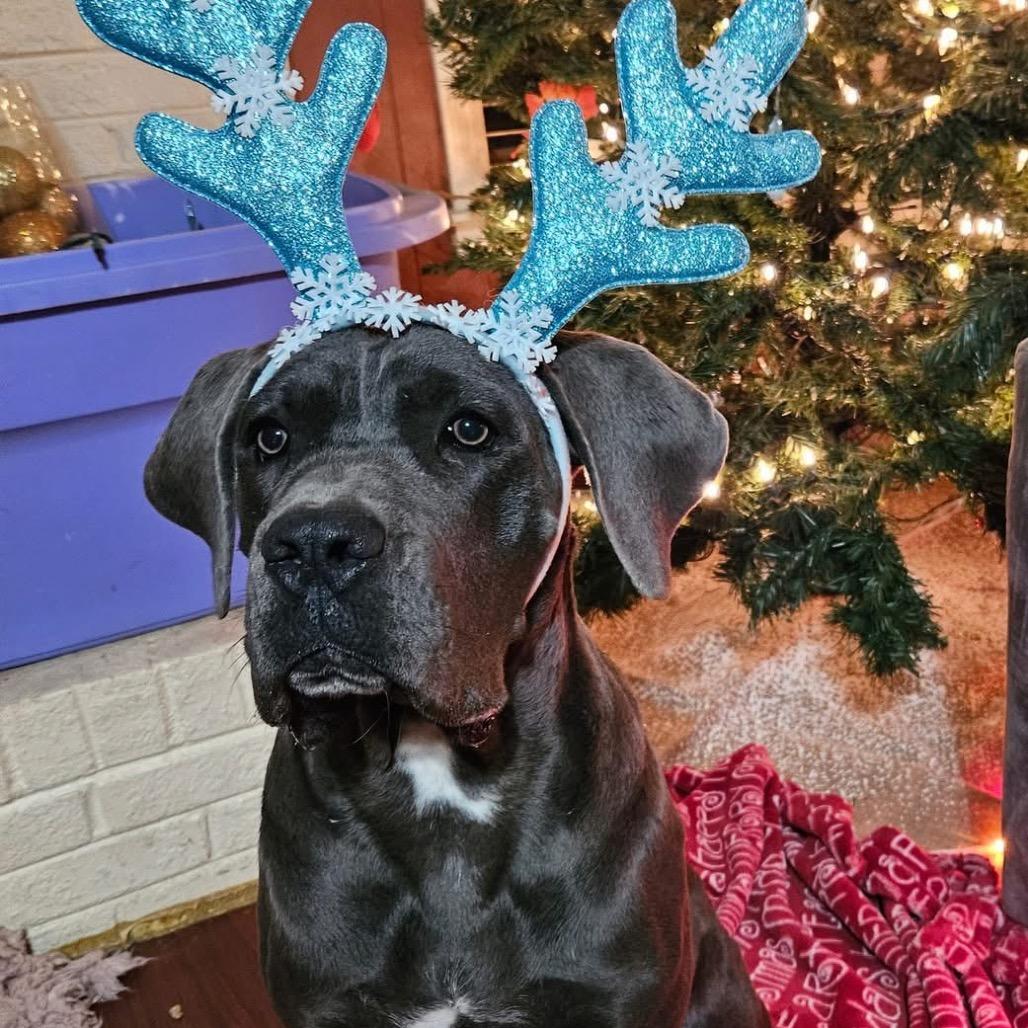 Enlarge Halo, a Adoptable mixed breed in Memphis, TN image 2/6