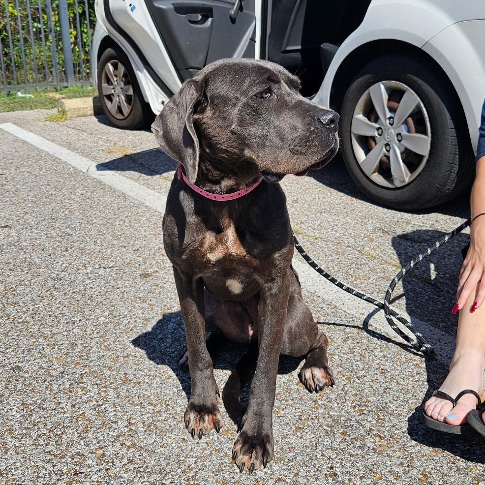 Enlarge Halo, a Adoptable mixed breed in Memphis, TN image 5/6