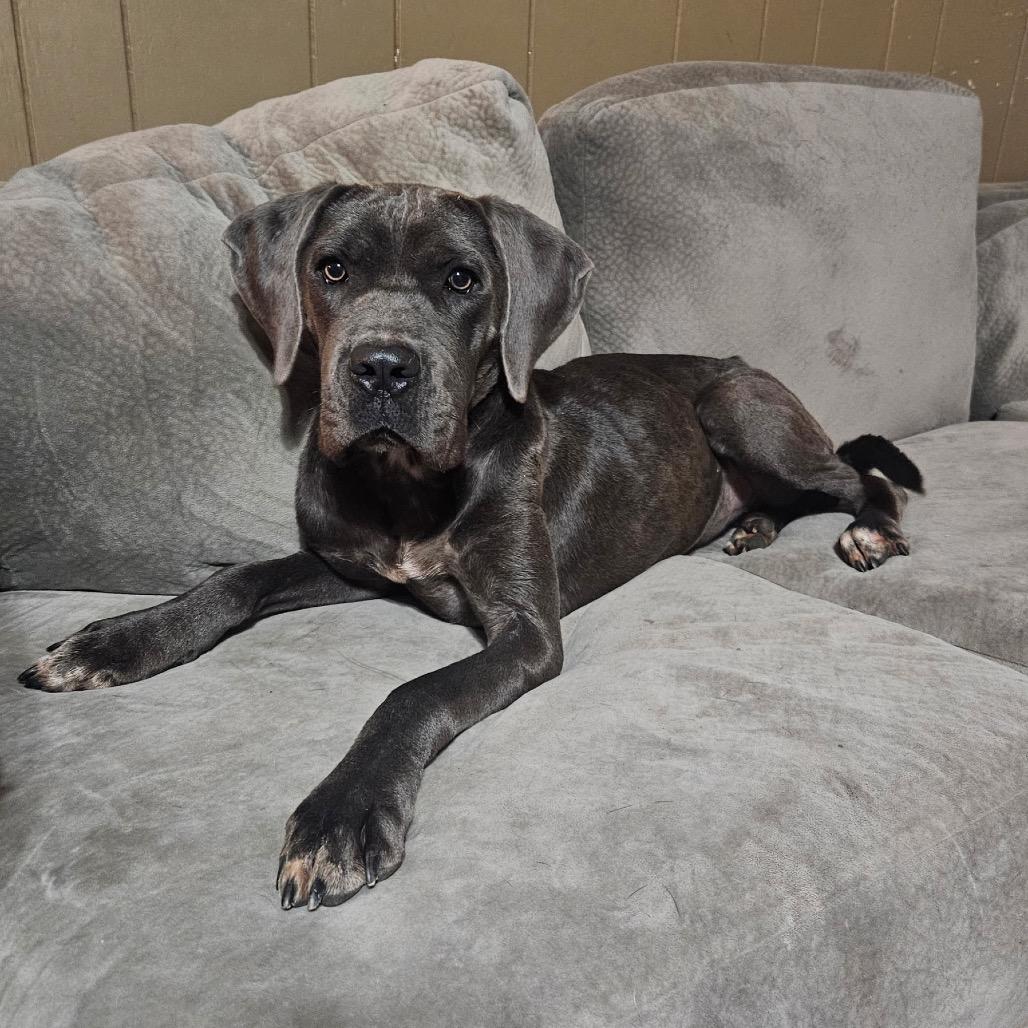 Enlarge Halo, a Adoptable mixed breed in Memphis, TN image 6/6